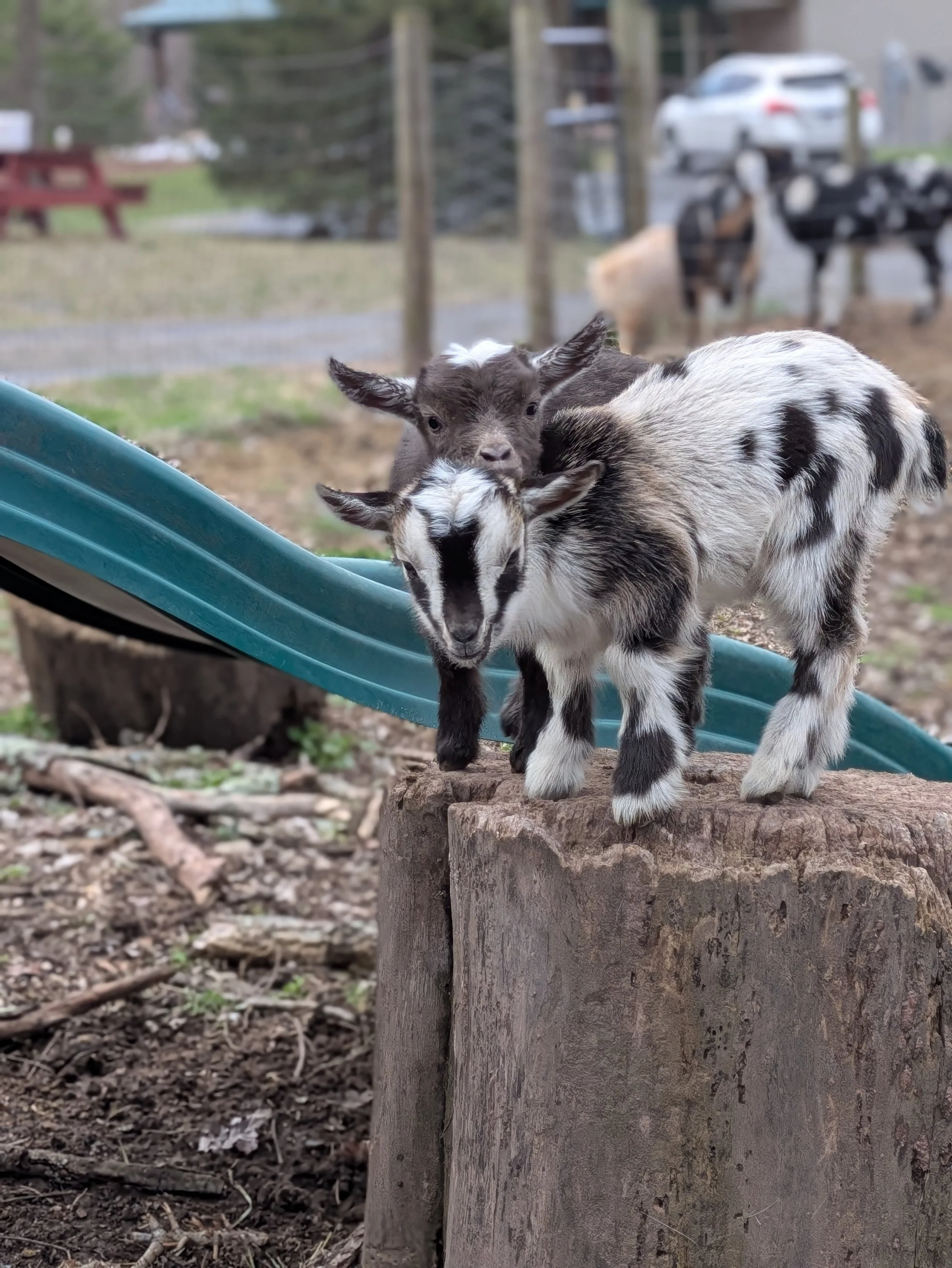 goat snuggle 3.jpg