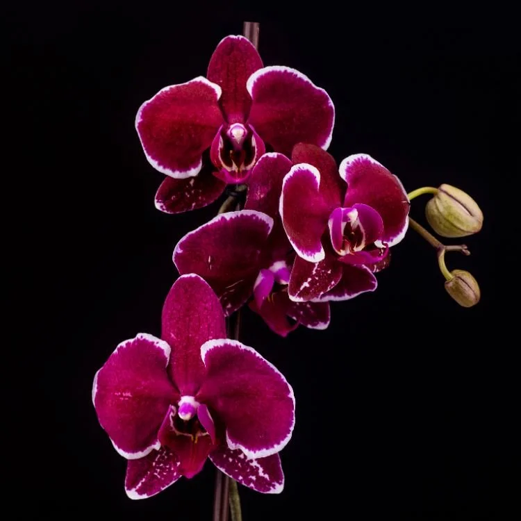 Black Orchid