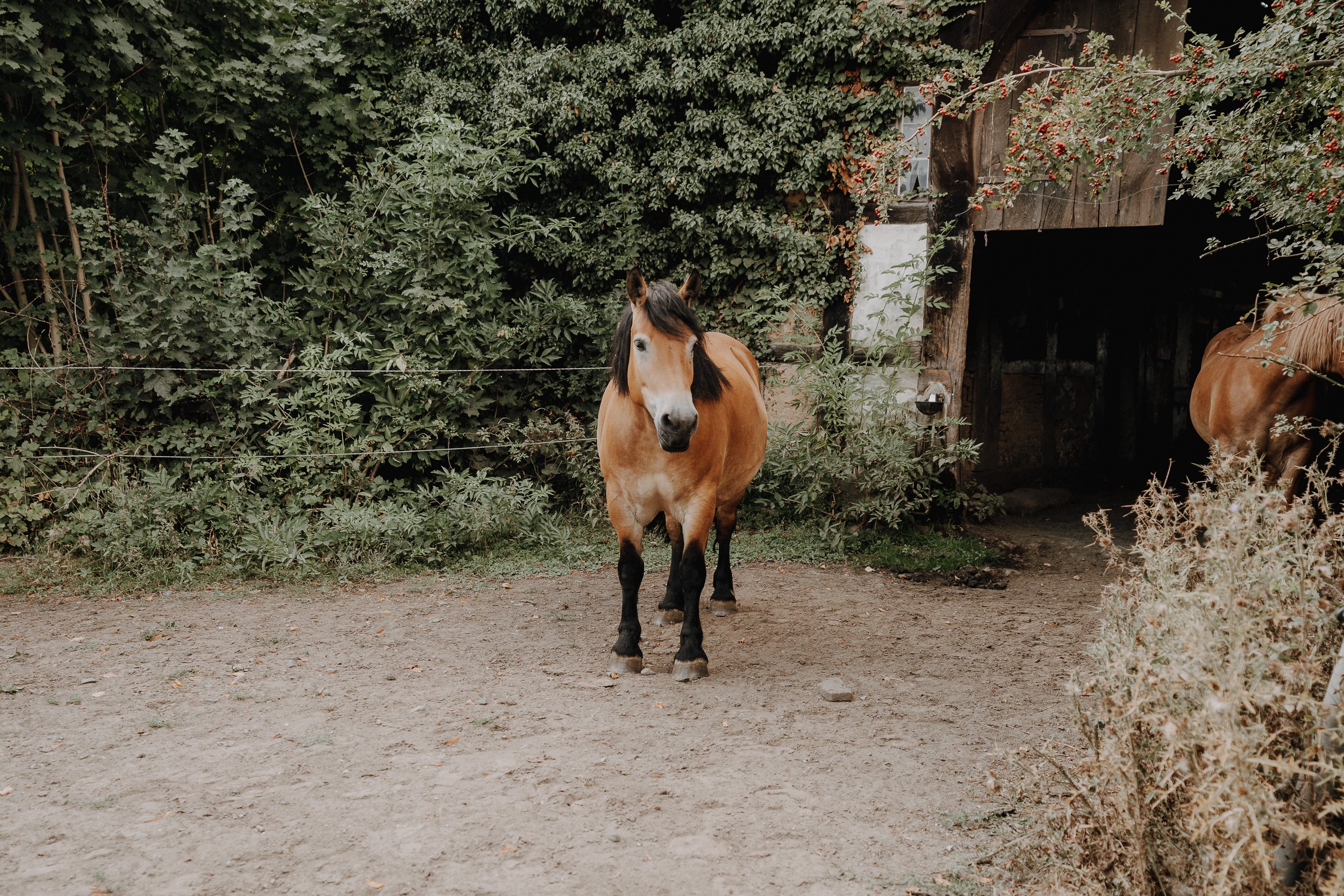 Hamburg Verlobung Hochzeitsfotograf Hannover Berlin Kiel München Lemgo Detmold-15.jpg