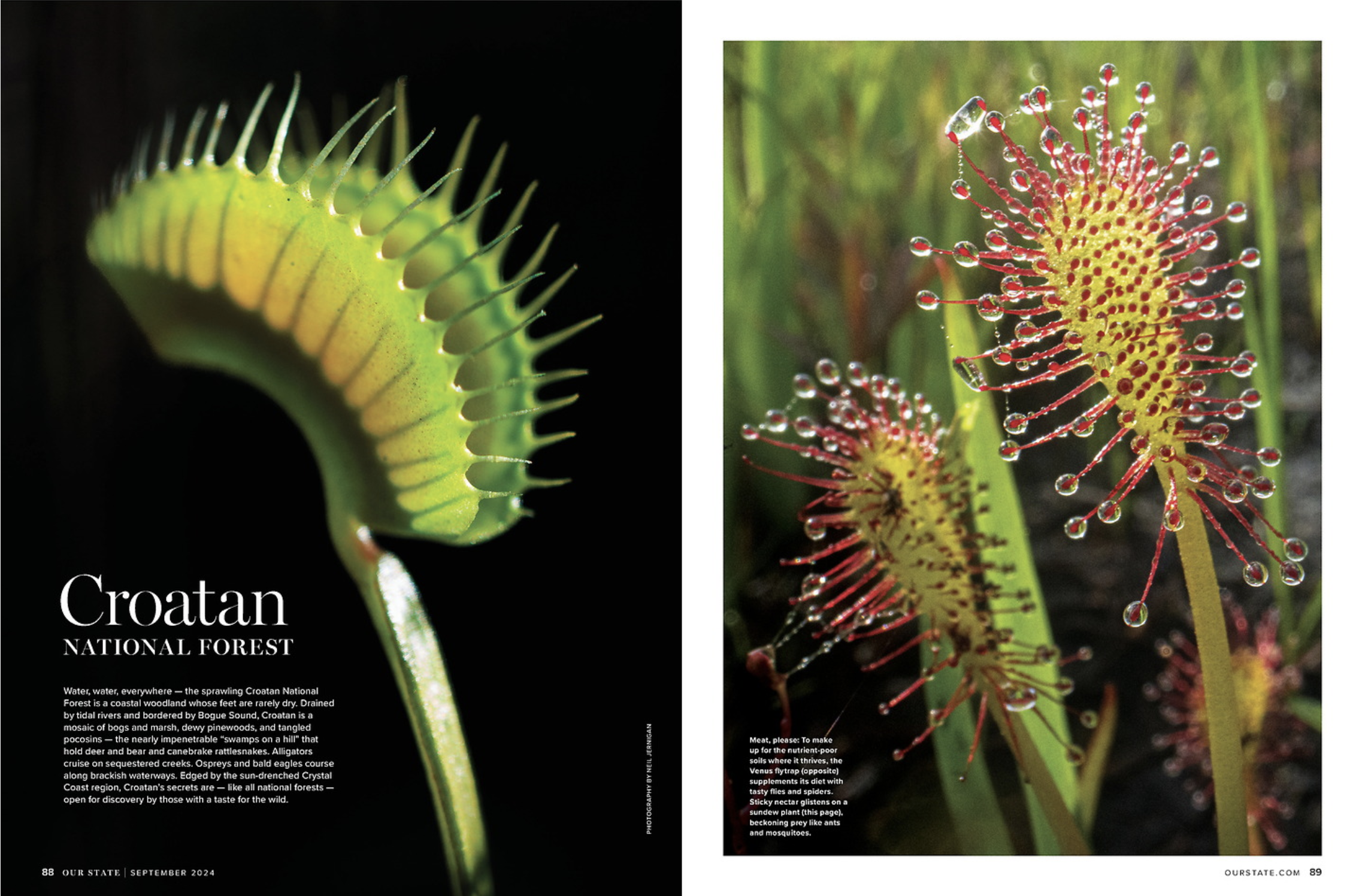 A close-up of a Venus flytrap with its leaf and trap open, showing teeth-like edges, on the left. On the right, two carnivorous sun dew plants with yellow and red coloration, covered with small water droplets, growing in a grassy area.