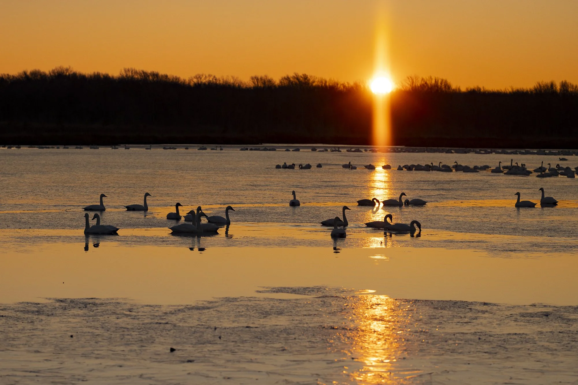 tundra swans on ice at the Pocosin Lakes NWR. North Carolina Wildlife Photography