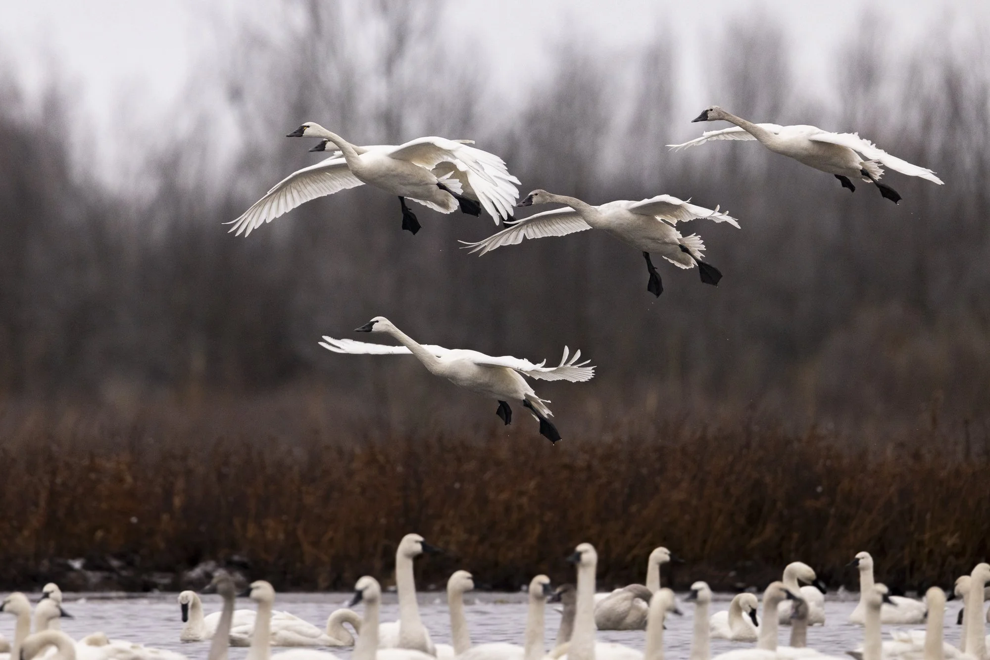 Winter on the Pocosin