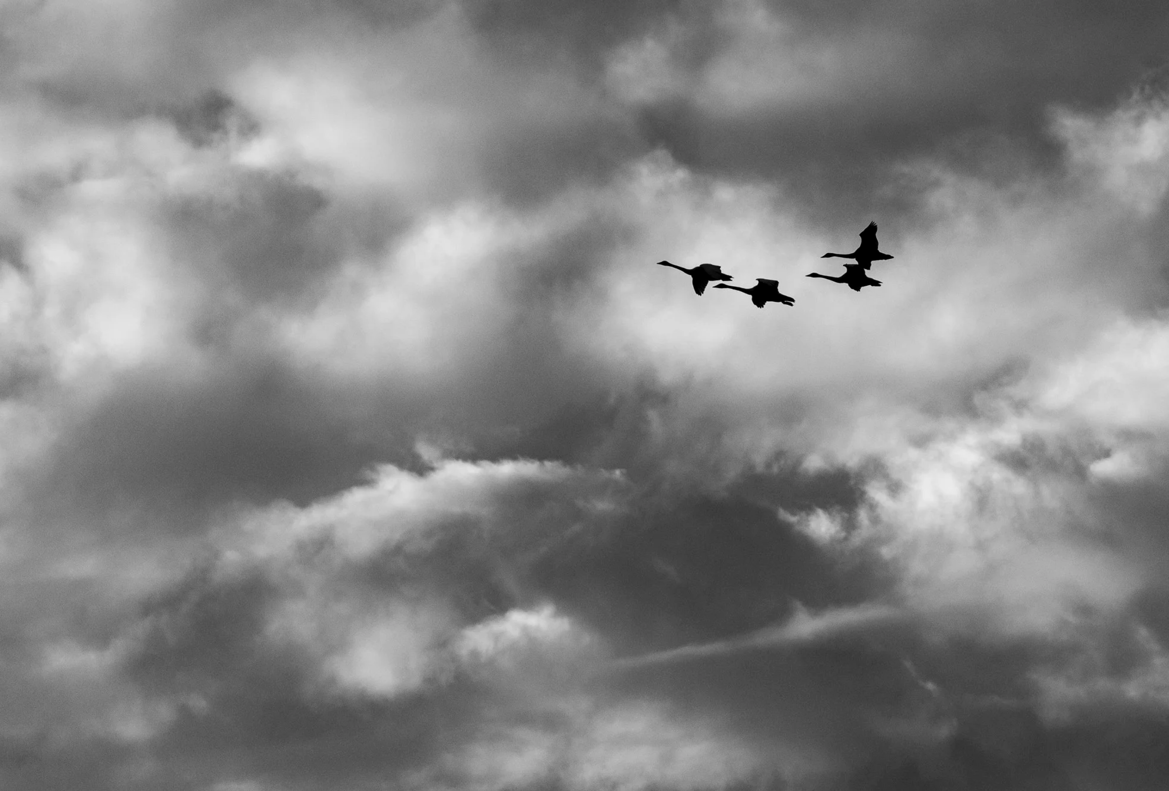 Black &amp; White Photography
