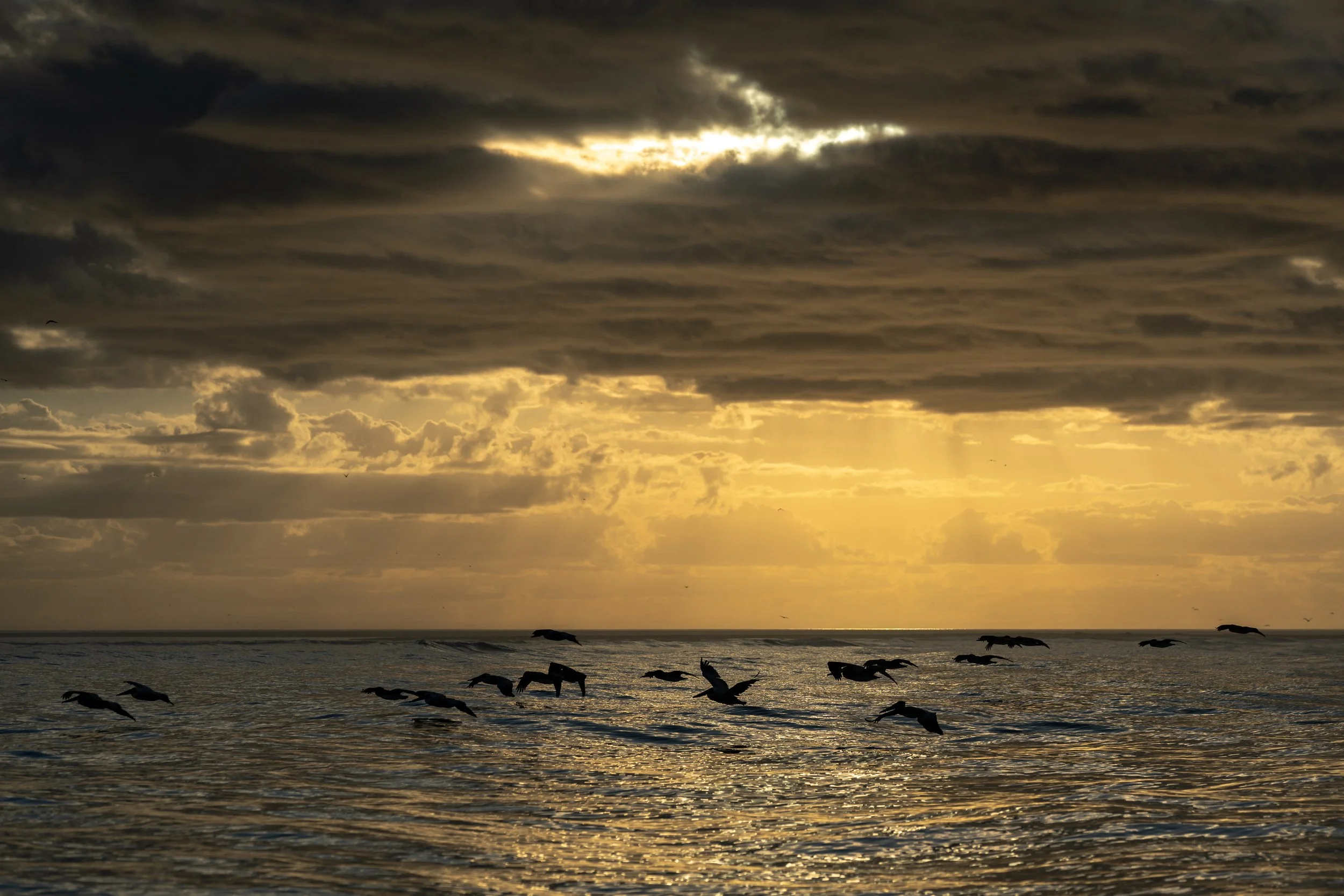 pelican sunrise - john mauser.jpg