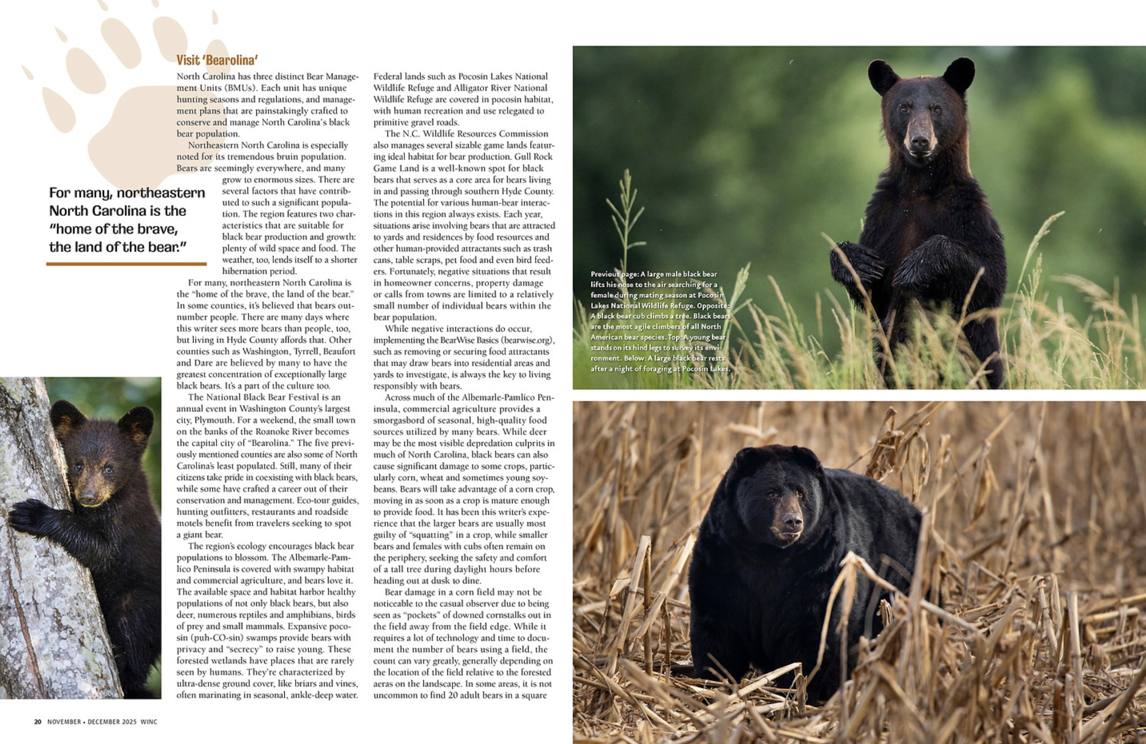 Page spread with text and three photographs of black bears. The left side shows a bear cub climbing a tree. The right side features a large male black bear in a grassy area and a black bear in a field of dry corn stalks.