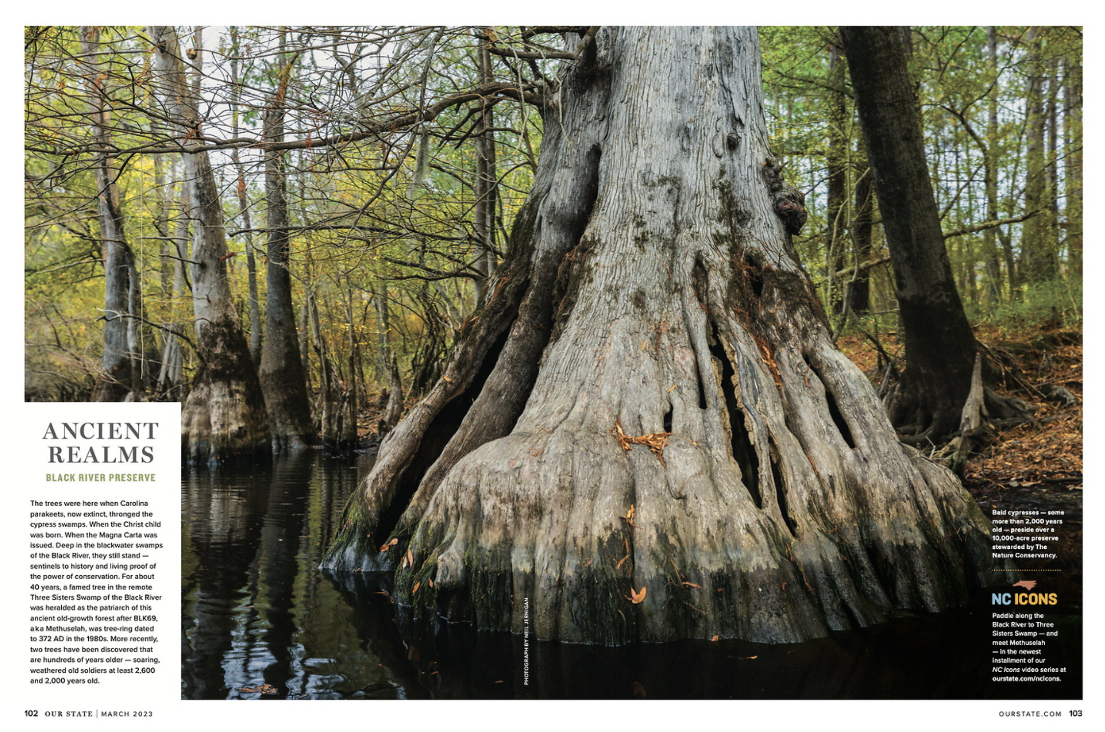Close-up of a large cypress tree rooted in a swampy area, surrounded by other trees with green and yellow leaves, in a forest setting.