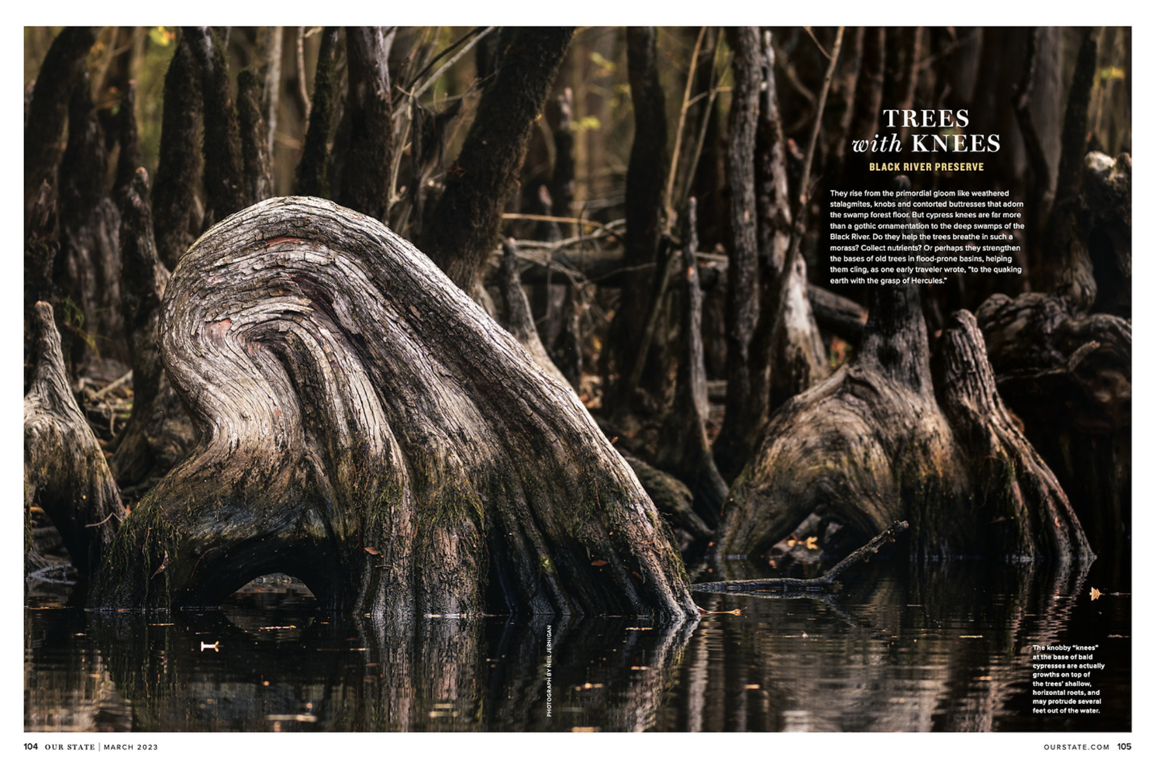 Close-up of a twisted, weathered cypress tree root emerging from a swamp, reflecting in water, with a dense forest of similar roots and trees in background.