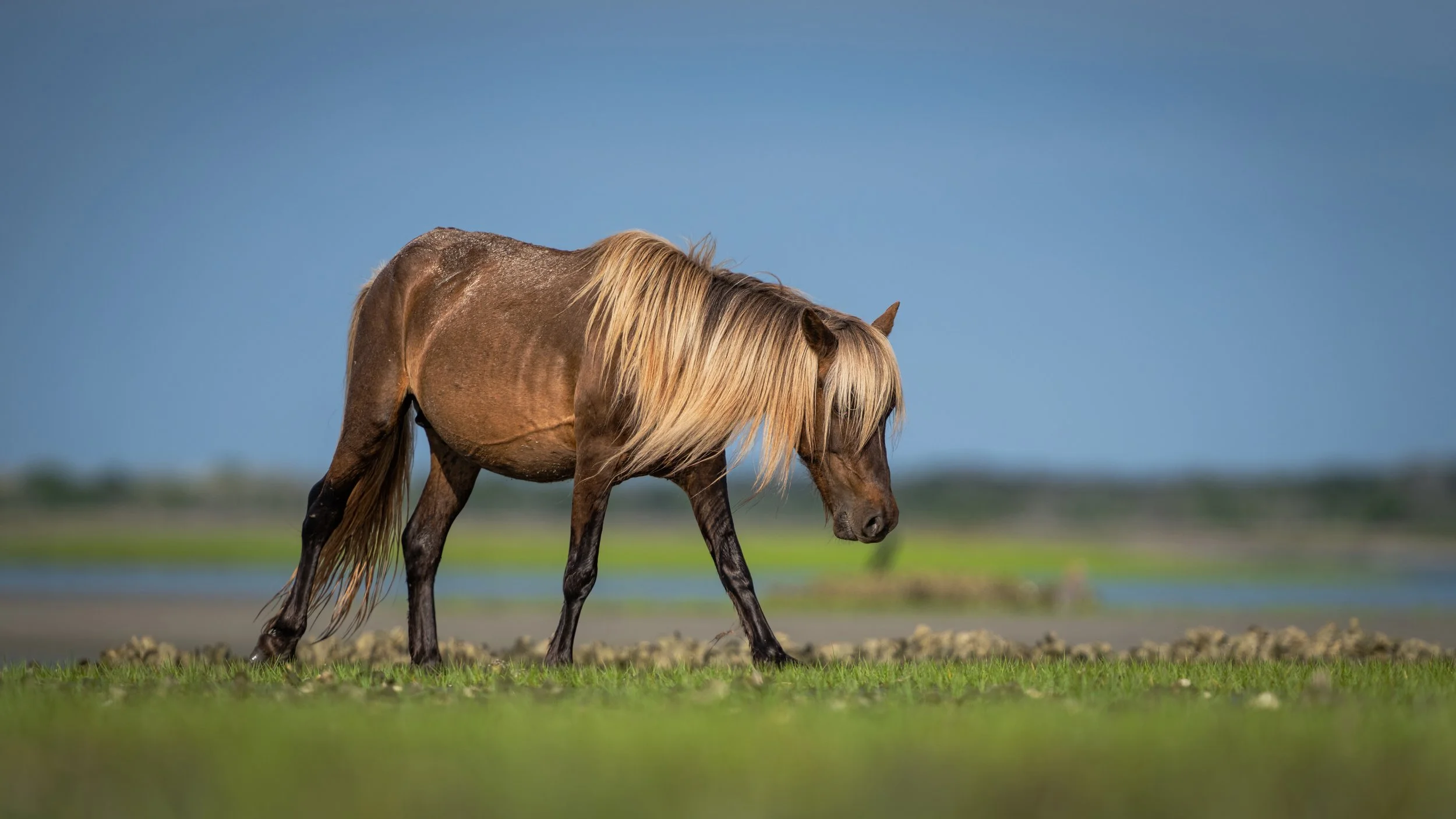 horses 05 - john mauser.jpg