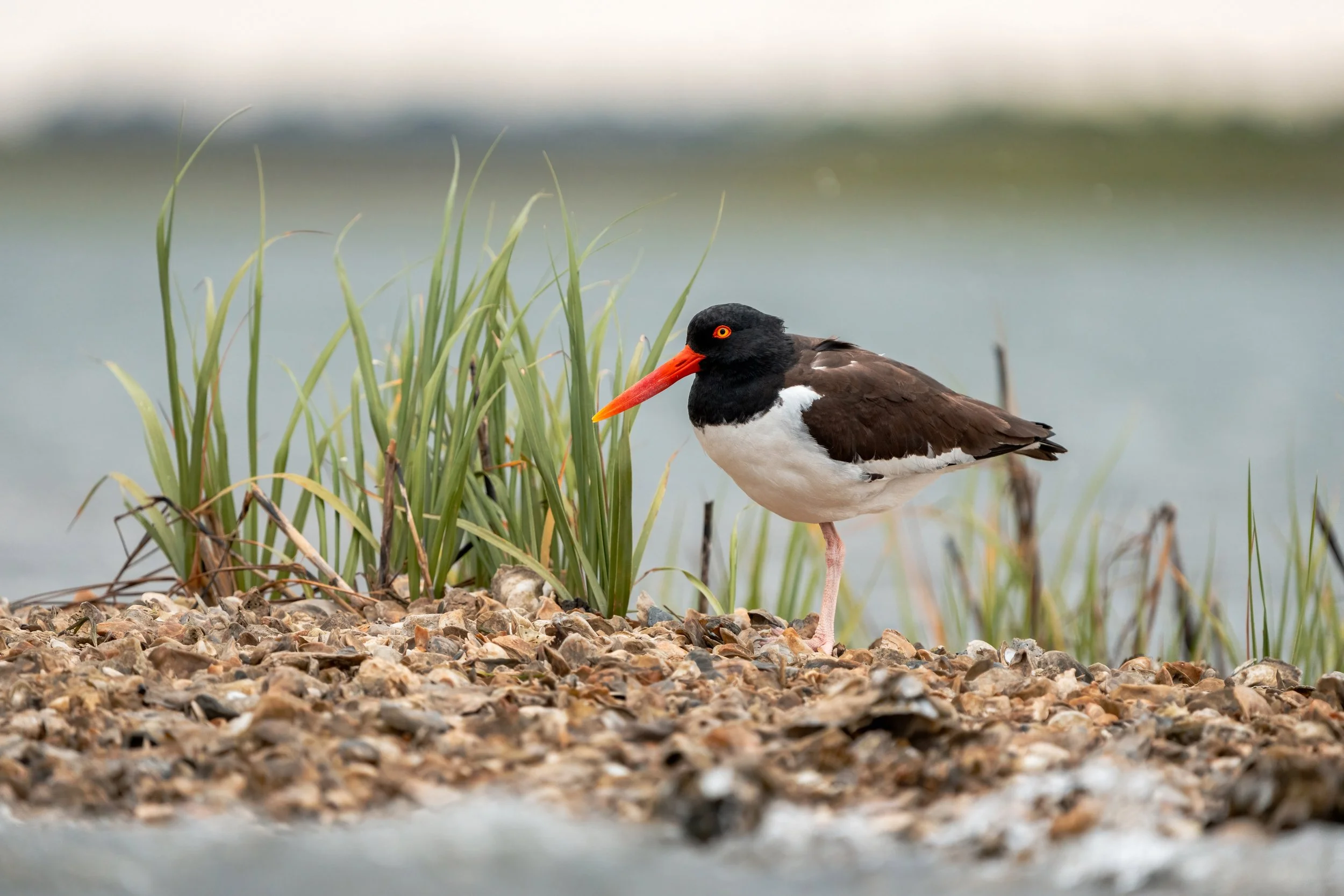 oyster catcher - john mauser.jpg