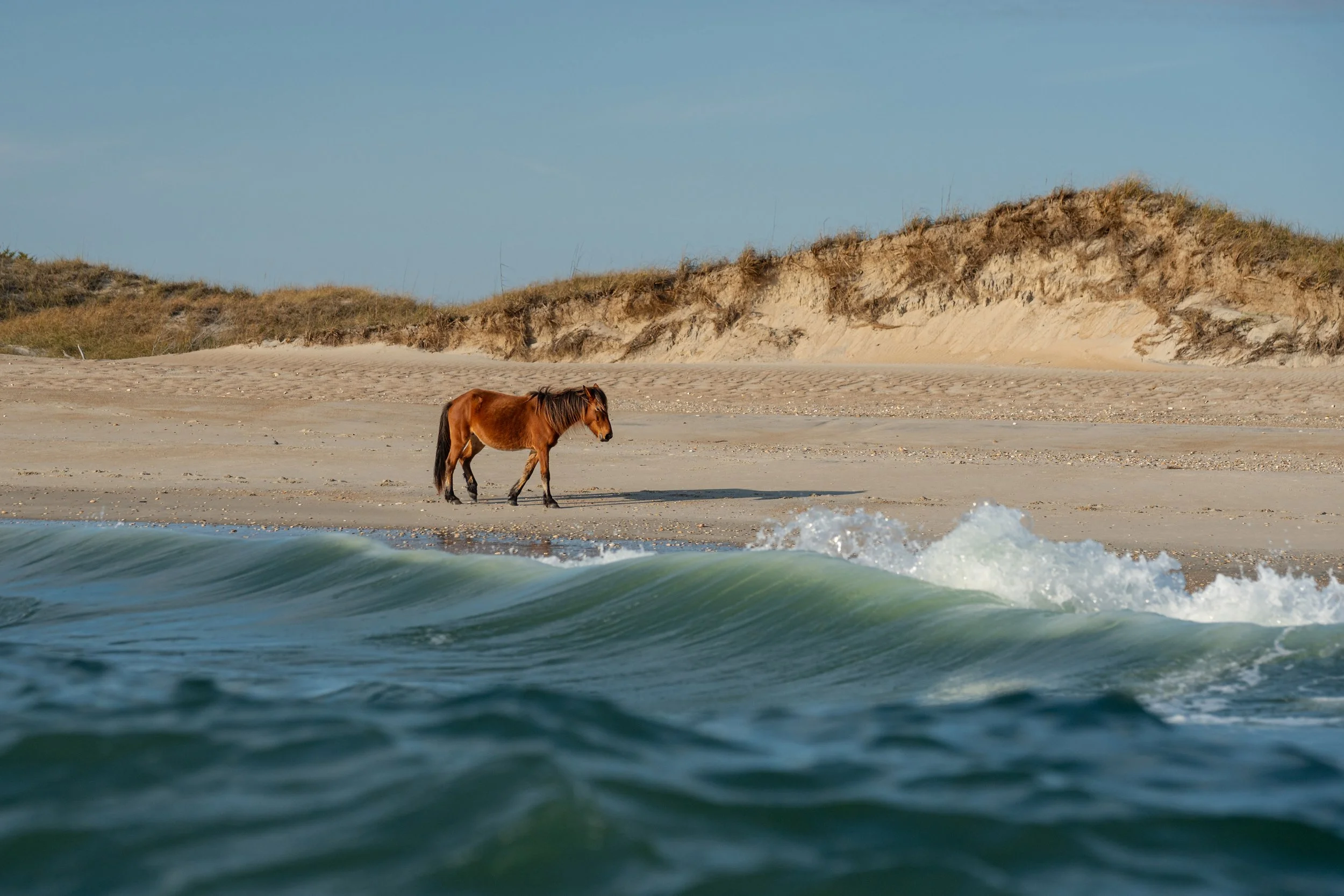 horses 01 - john mauser.jpg