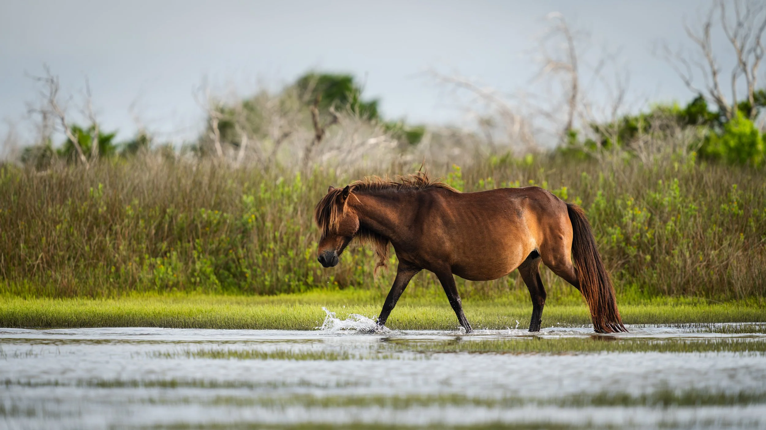 horses 08 - john mauser.jpg
