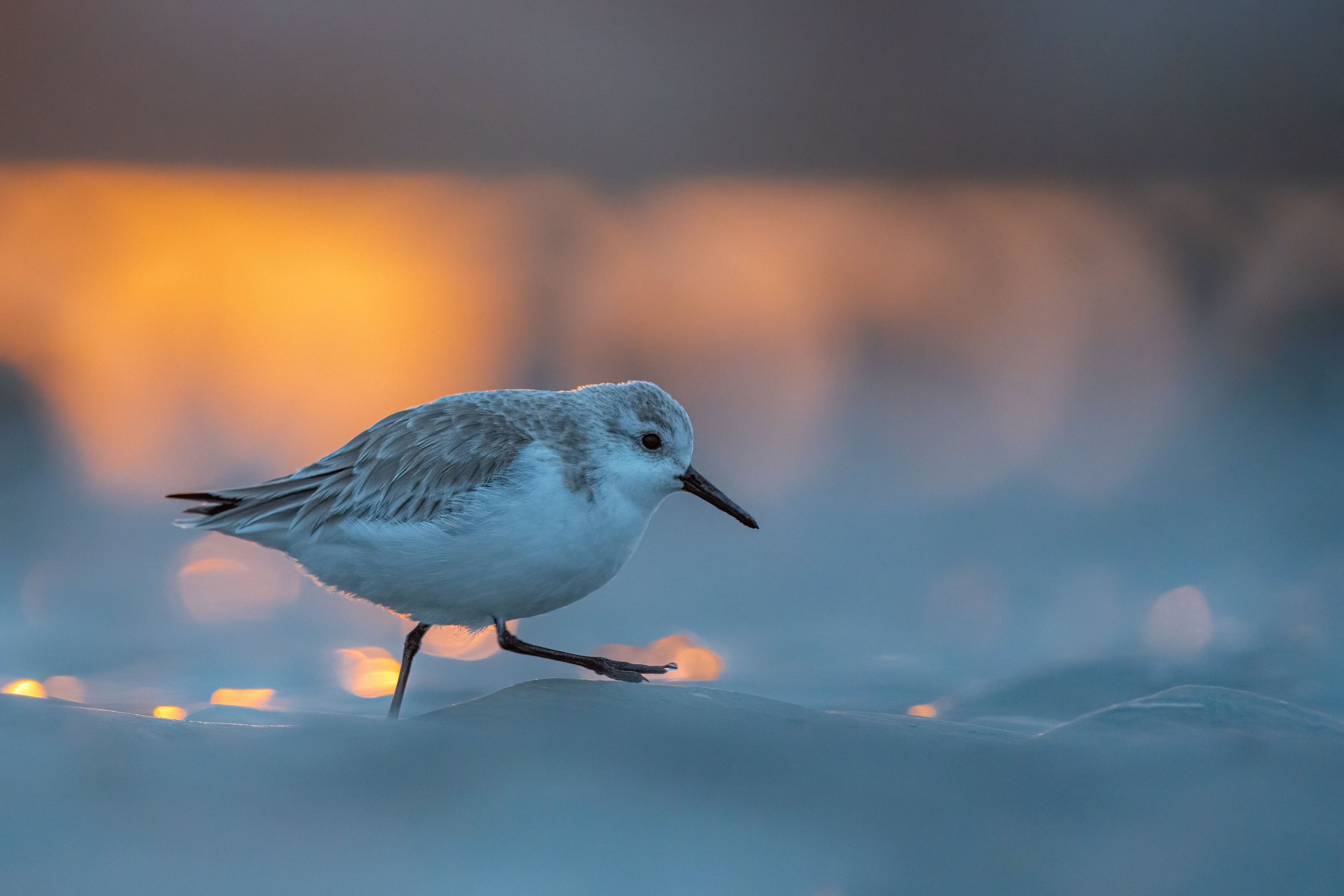 sanderling sunrise - john mauser.jpg