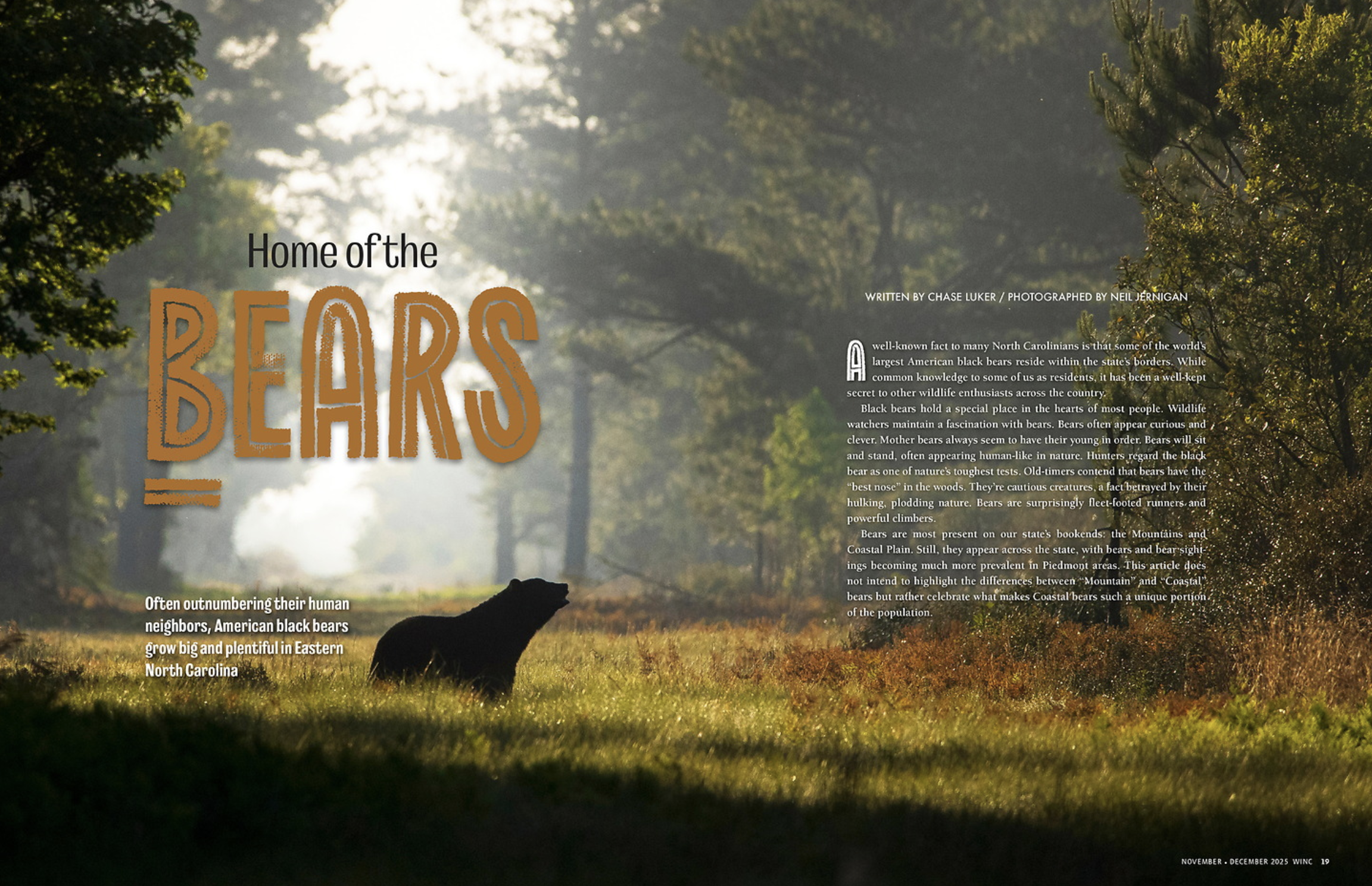 A black bear sitting in a grassy clearing surrounded by trees in North Carolina, with sunlight filtering through the foliage.