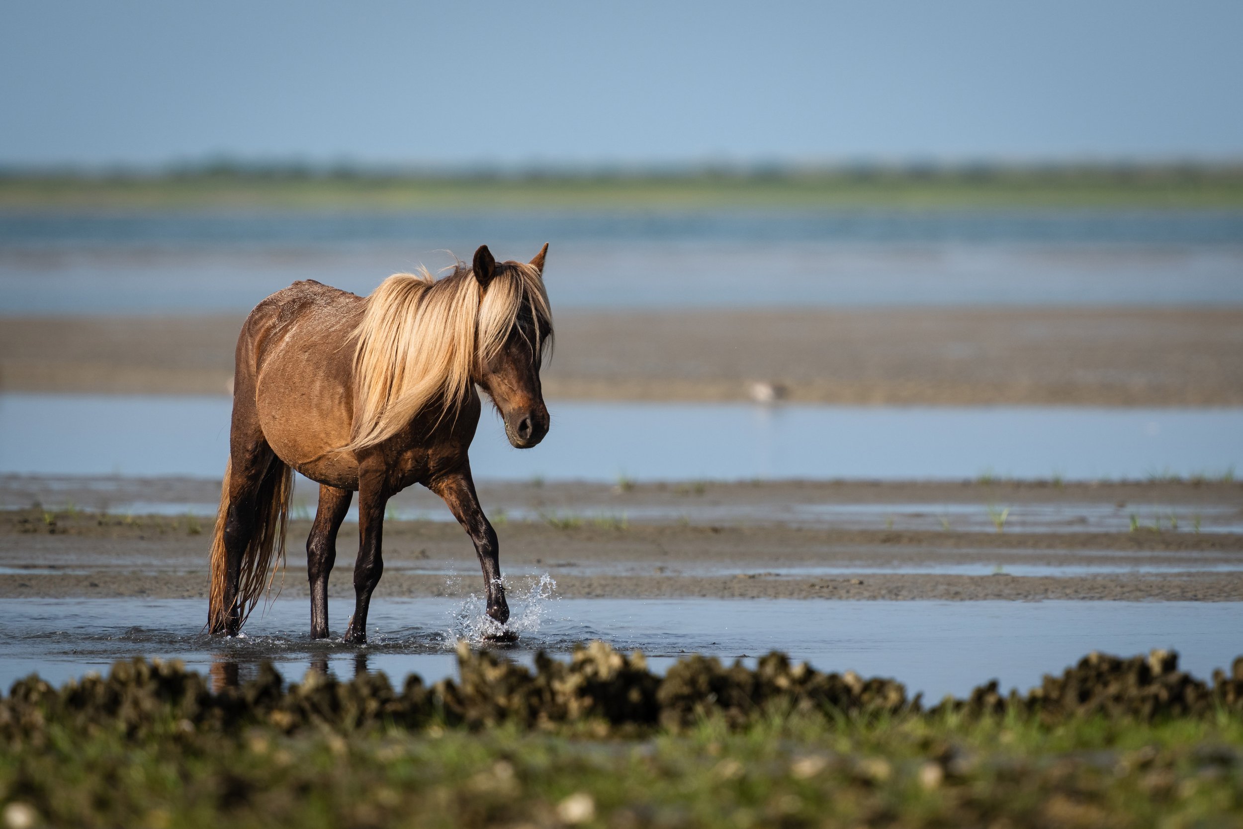 horses 04 - john mauser.jpg