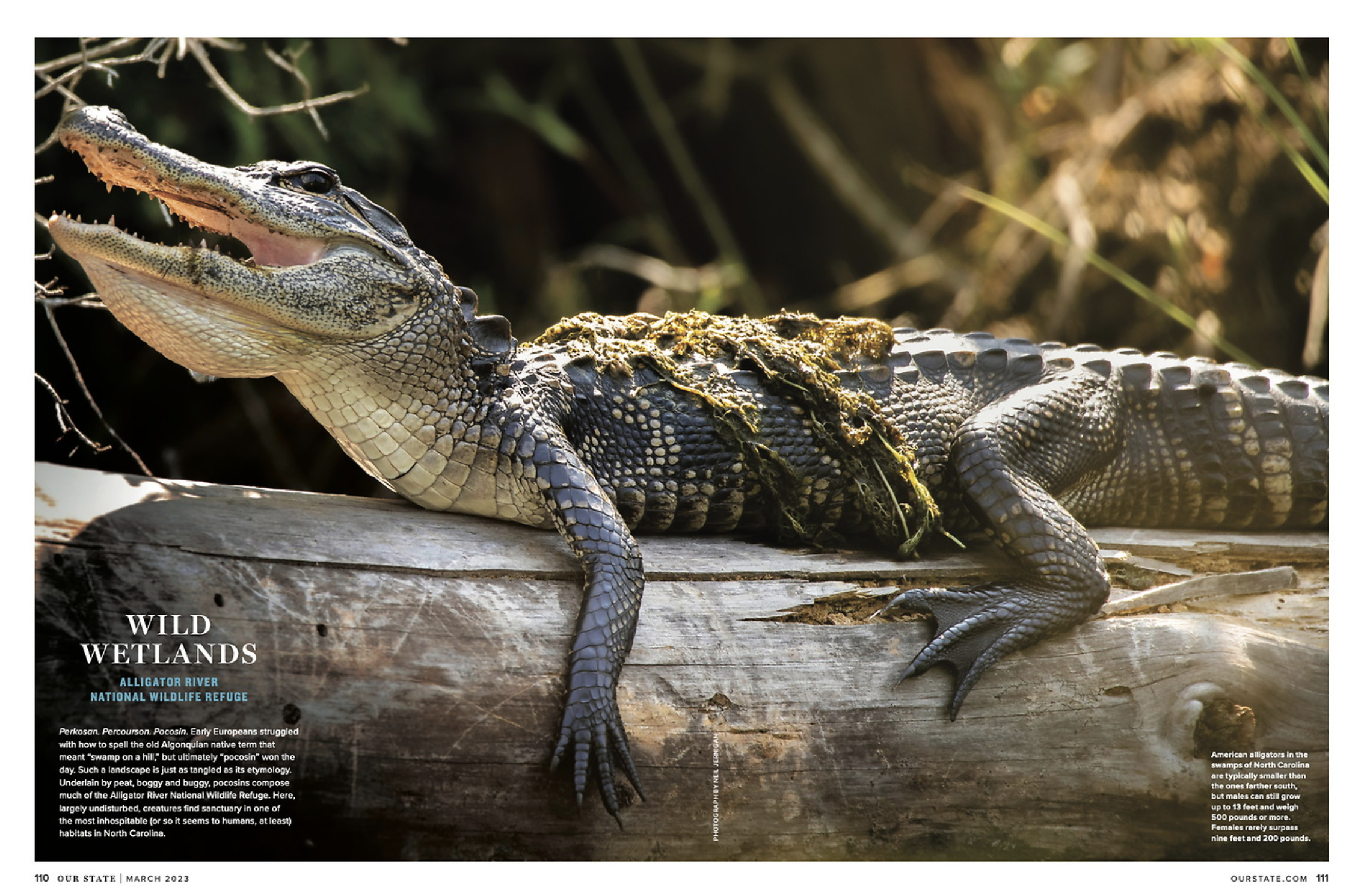 An alligator lying on a log in a wetland habitat with a background of foliage. The alligator has a partially open mouth, showing sharp teeth, and a rough, textured body with moss and debris on its back.