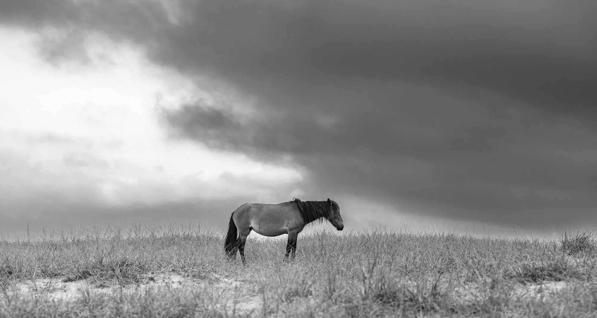 _68A1583-Pano.jpg