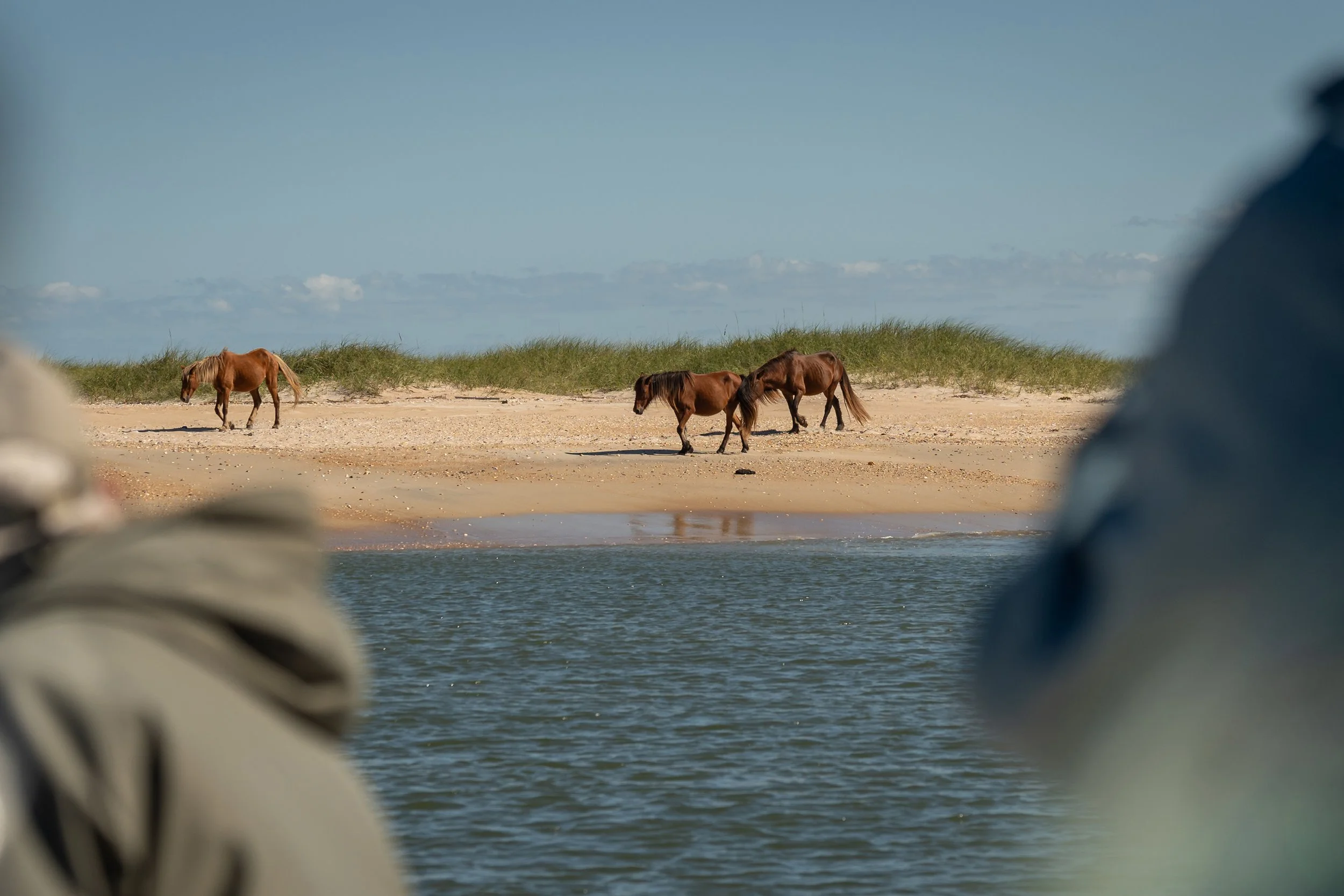 horses 02 - john mauser.jpg