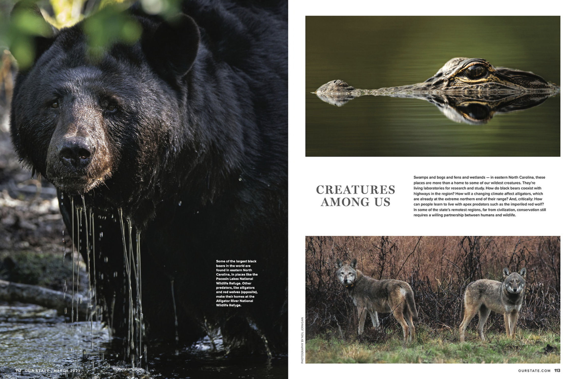 A magazine spread featuring wildlife animals. On the left, a close-up of a black bear in water, dripping wet. On the right, a water's surface with a crocodile or alligator partially submerged, showing its eye and snout. Also on the right, a photo of 