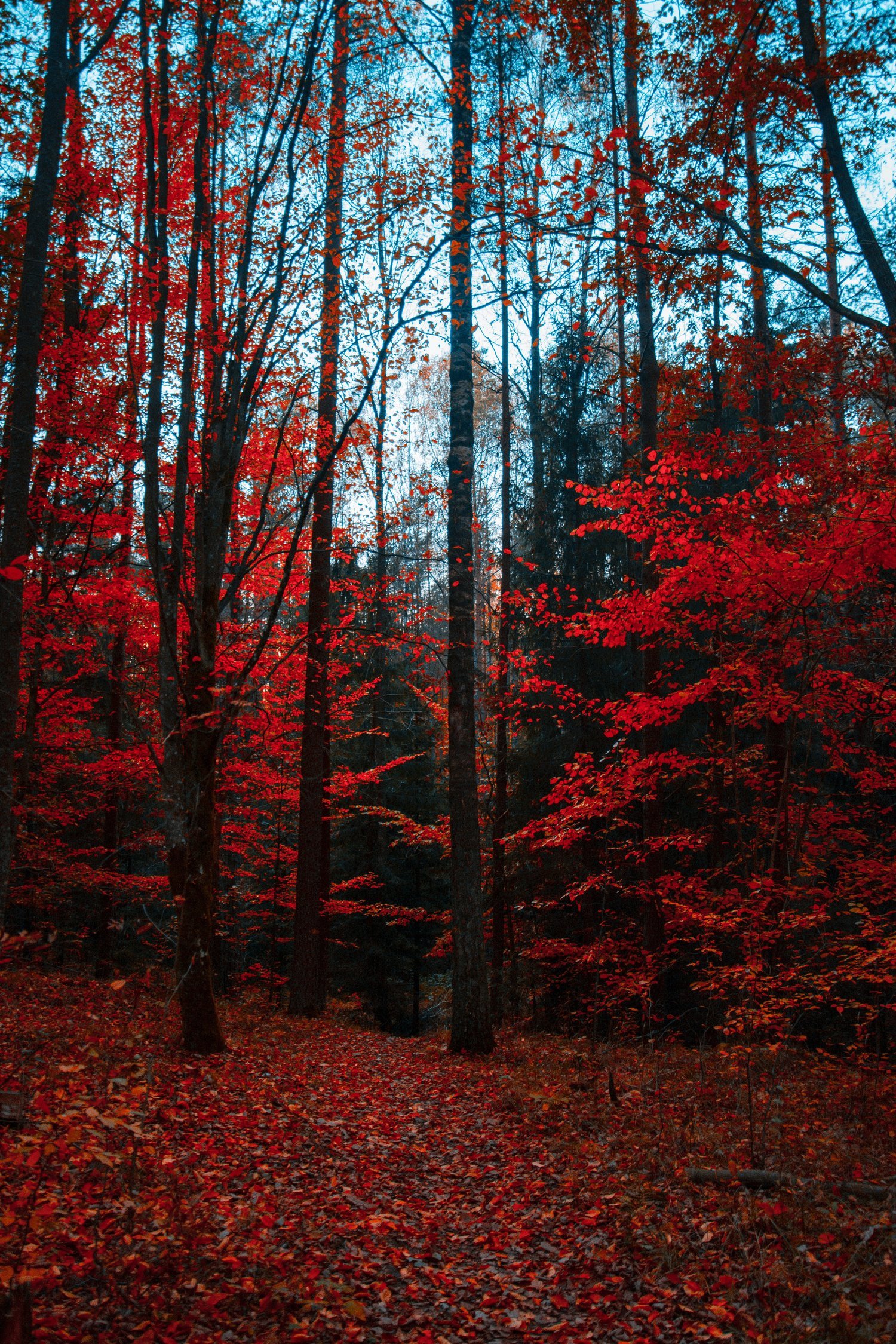 Post- Thanksgiving Self-care Guide