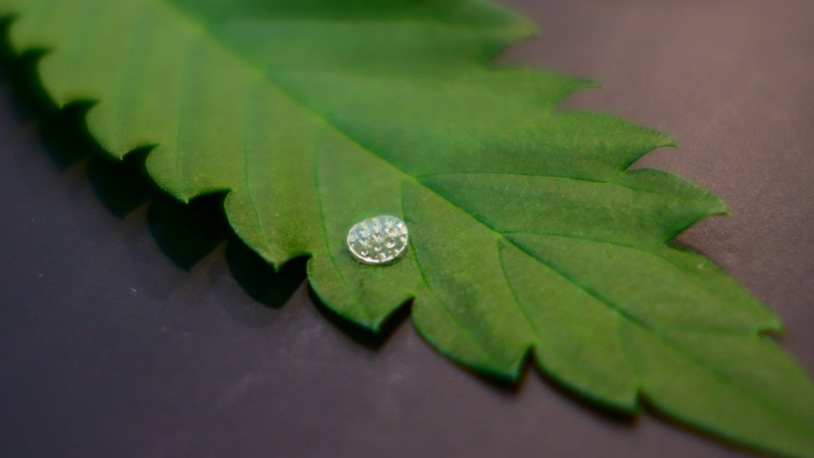 Microneedle patch in a cannabis leaf for male sex testing or hop latent viroid.