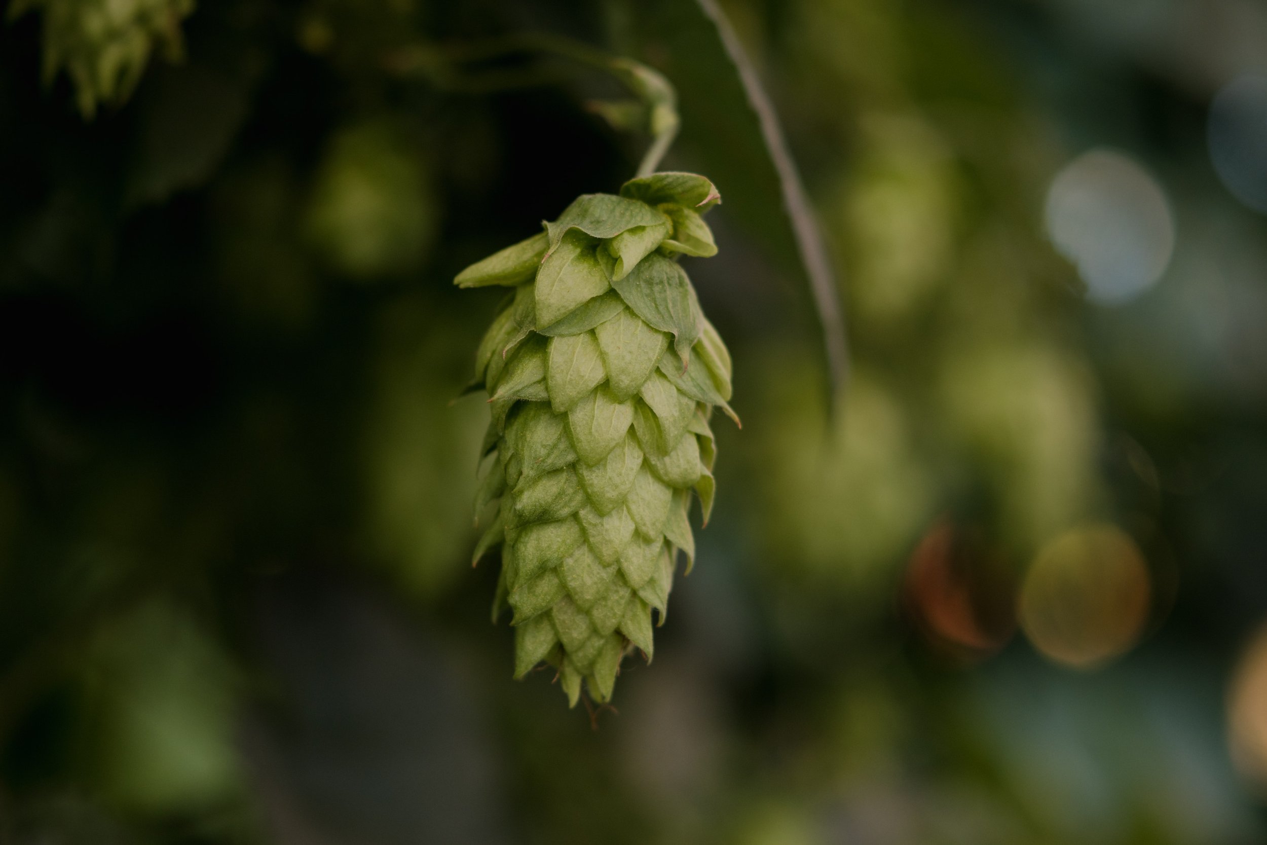 A hop bud infected with hop latent viroid.