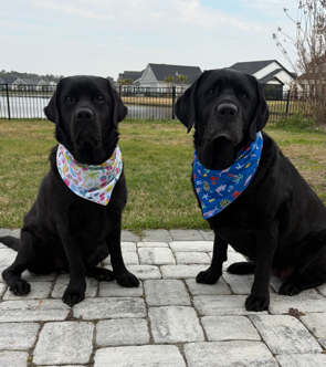 Cooling Bandanas