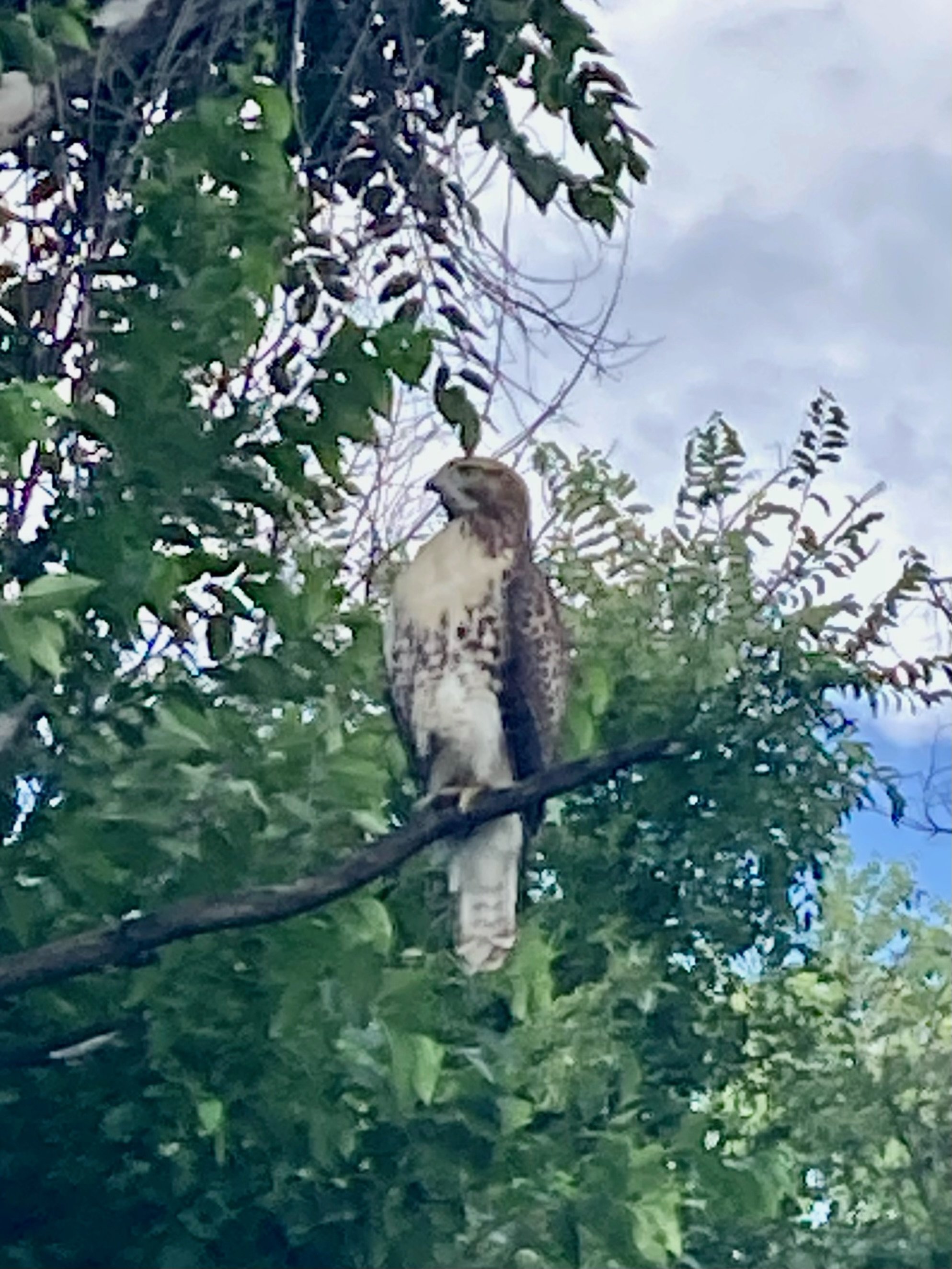Guided Nature & Forest Therapy Walk in Red Fox Meadows, Fort Collins, CO