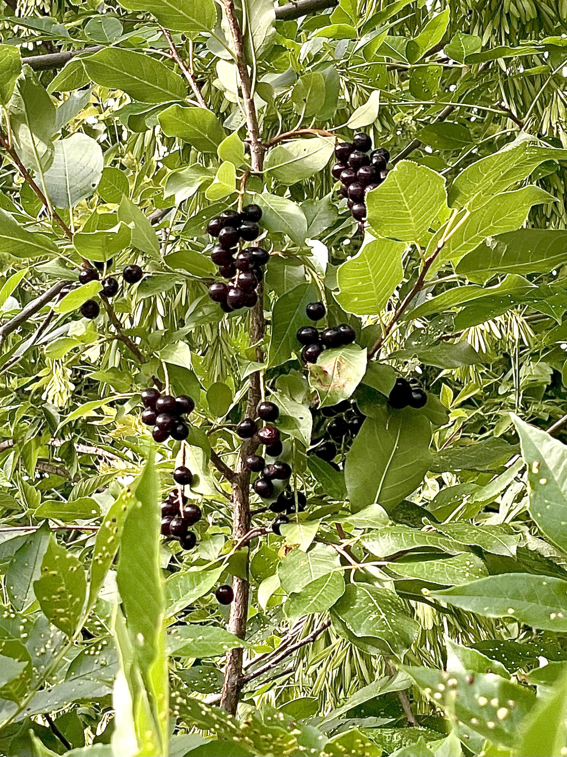 Guided Nature and Forest Therapy Walk in Red Fox Meadows