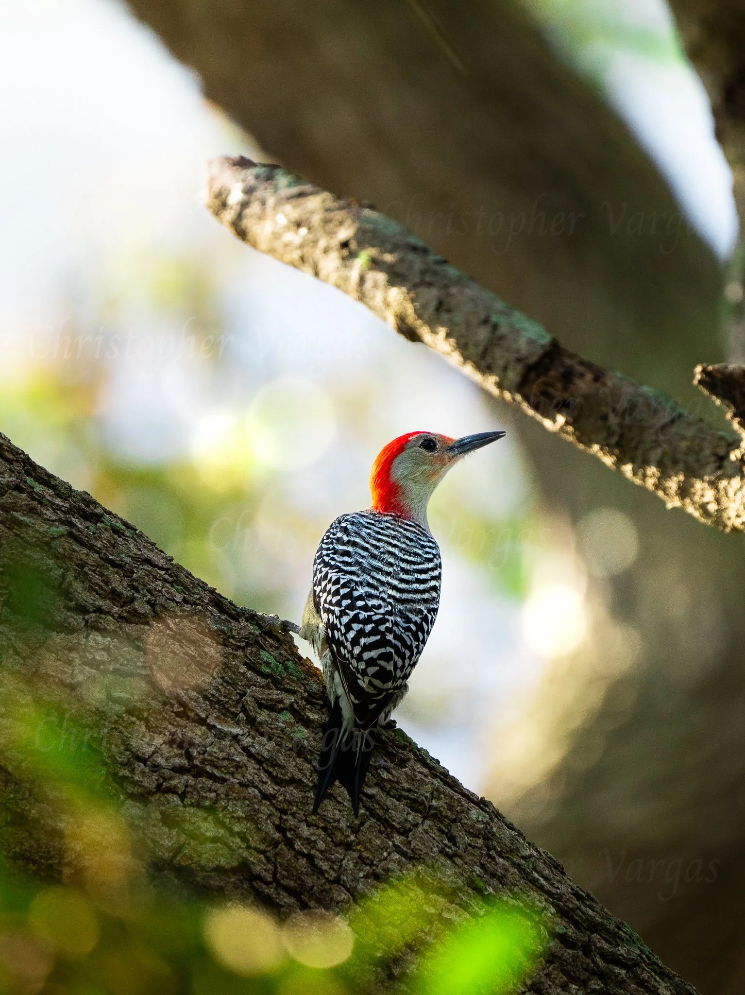 Red Bellied Wooodpecker (WM).jpg