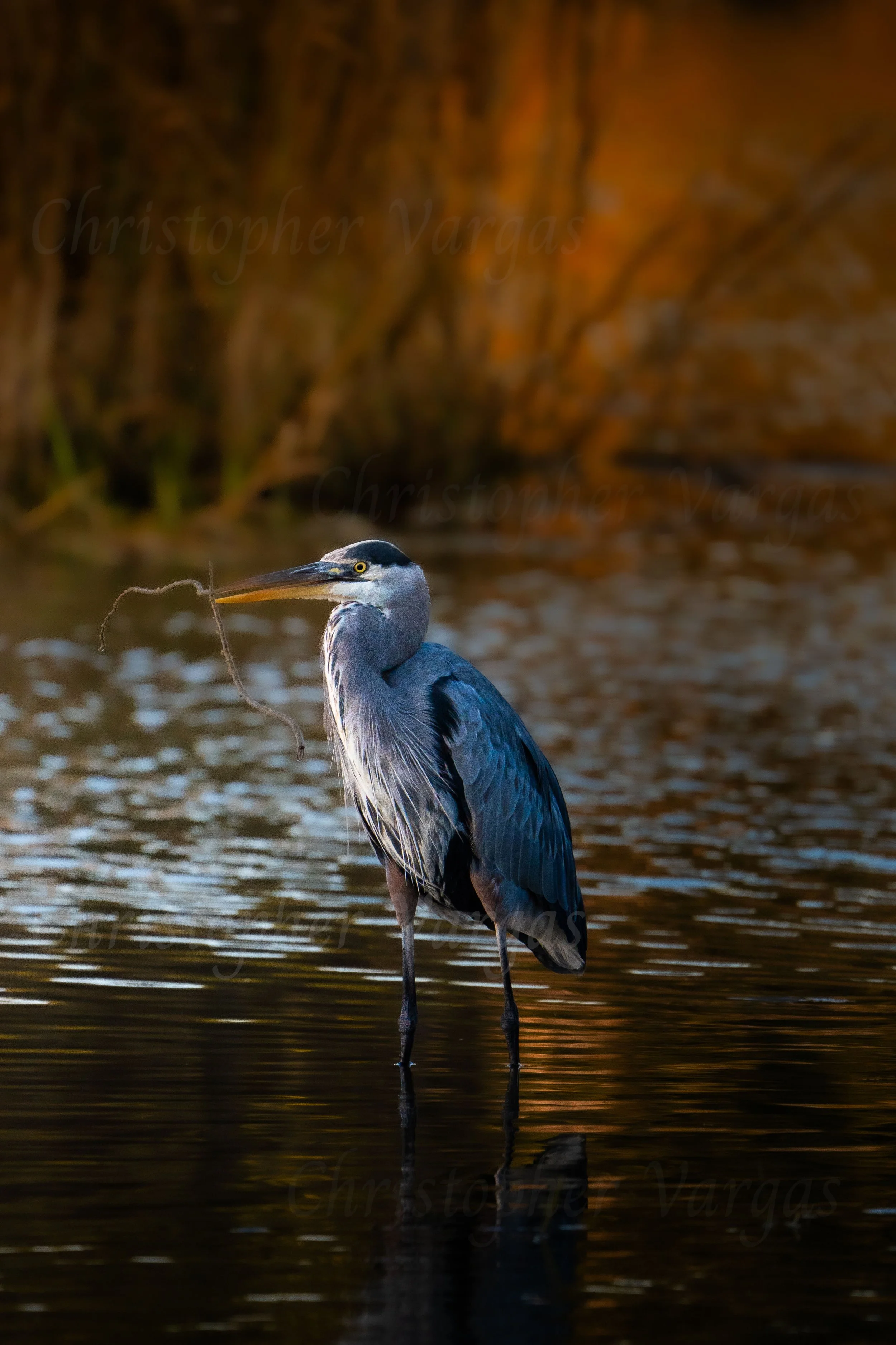 1 The Great Blue Heron (Website).jpg