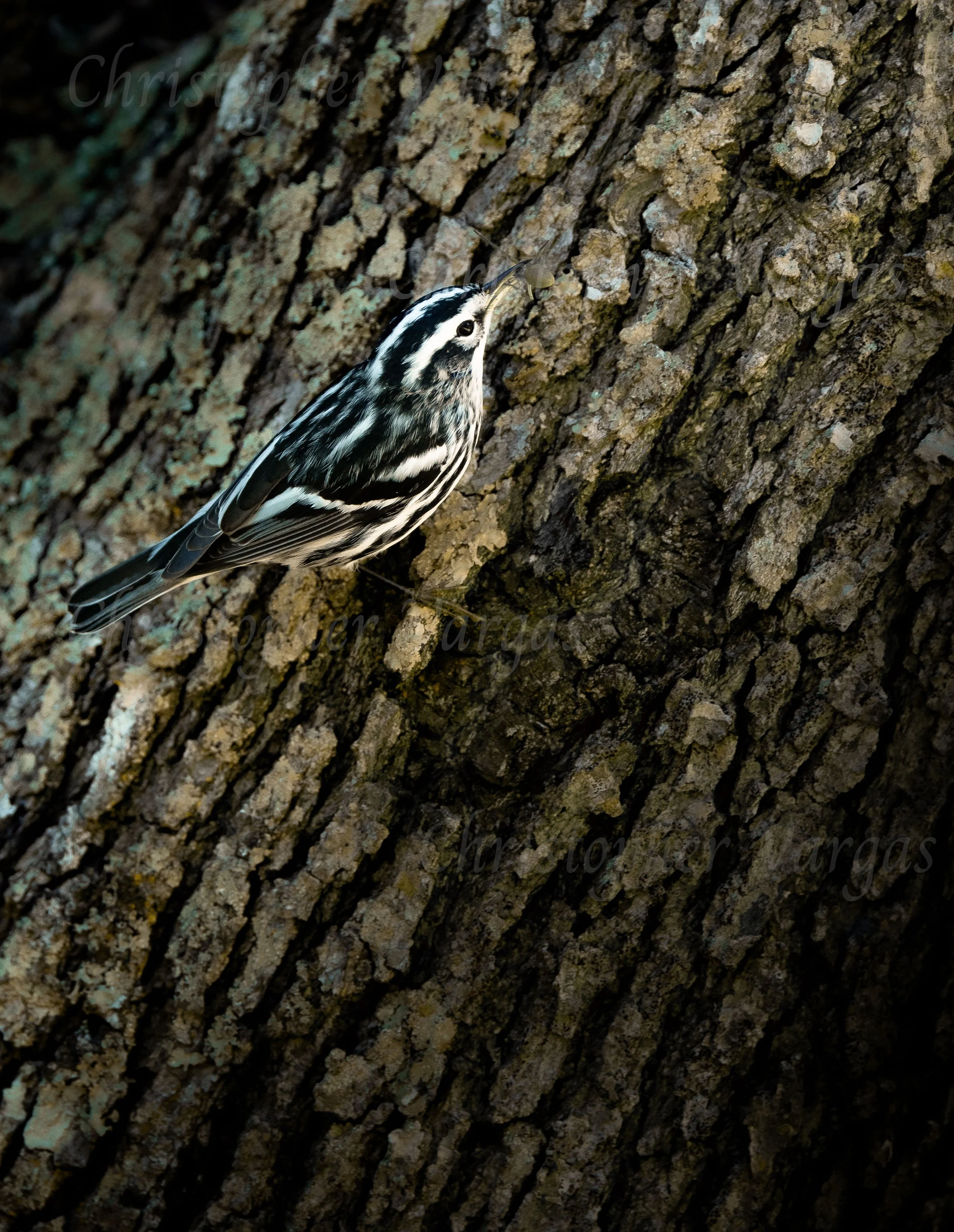 2 Bird (Website).jpg