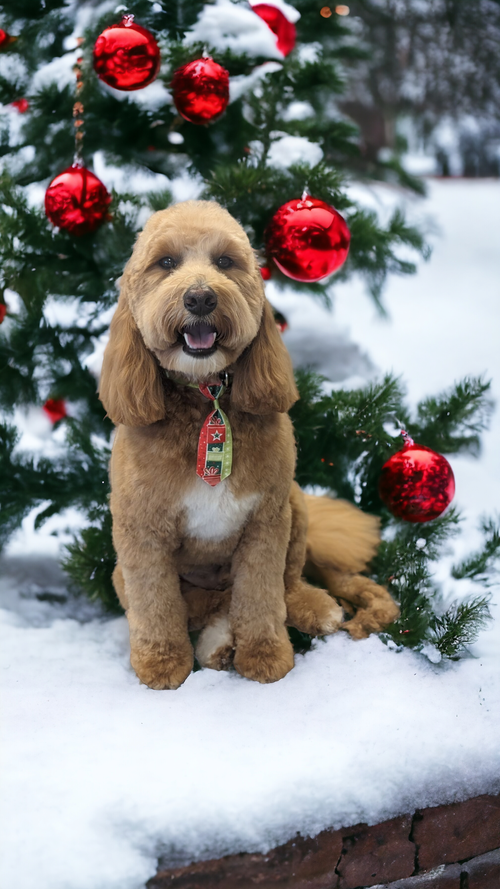 about-yankee-doodle-dog-spa