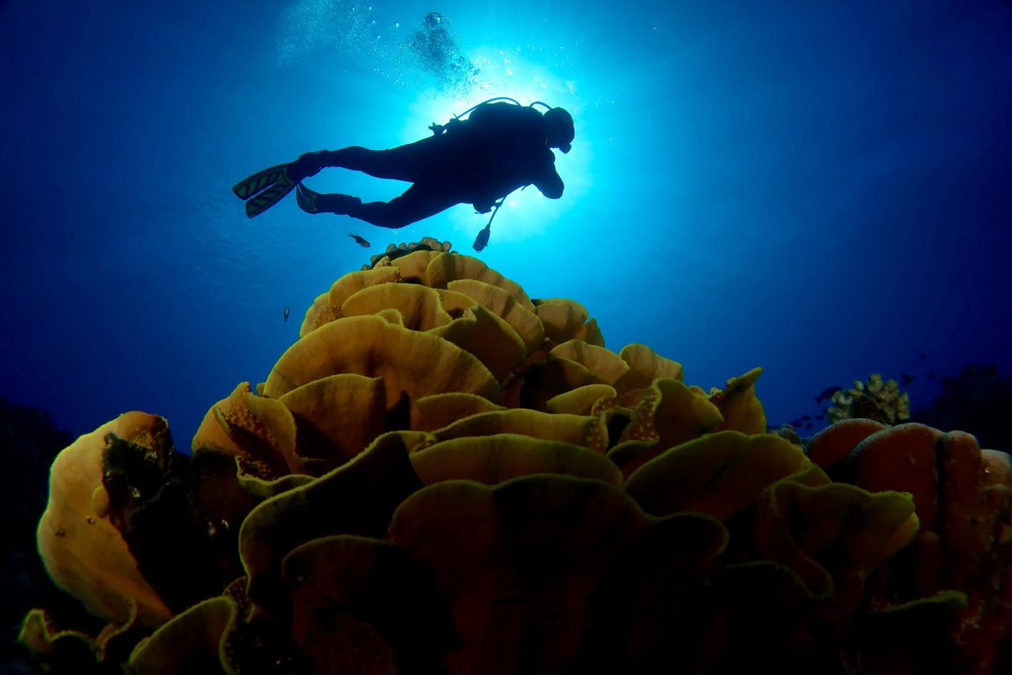 Adventure Cook Islands is Rarotonga's dive and rental specialist with a difference. Diving is not just our profession - it is our passion!