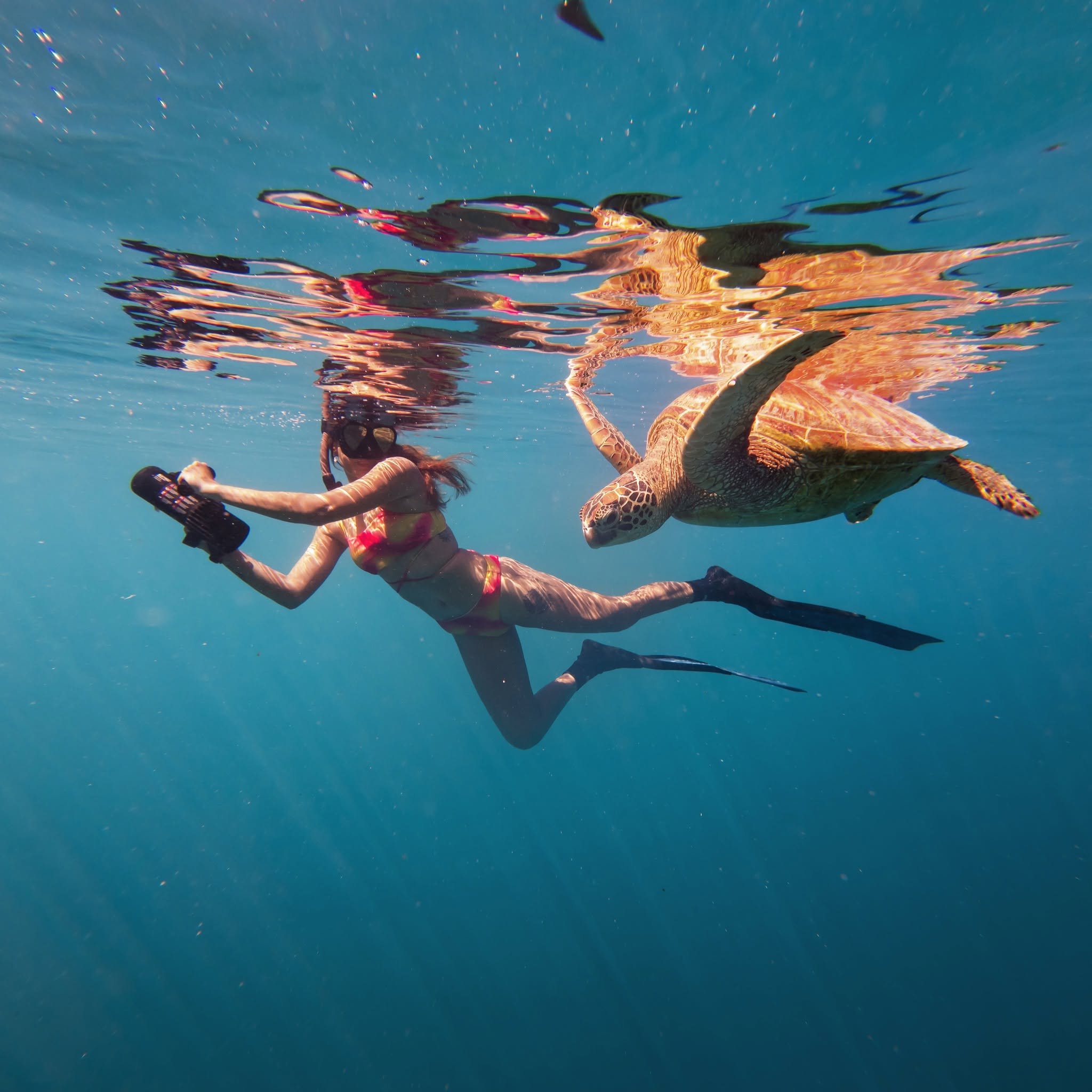 Guests exploring Rarotonga's lagoon with Ariki Sea Scooters & Turtle Tours, swimming alongside sea turtles and tropical marine life.