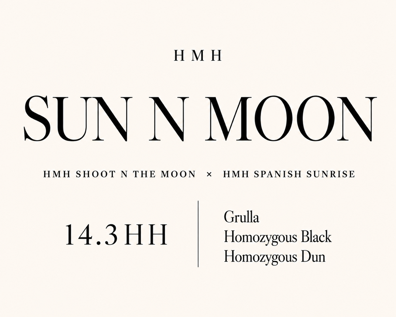 HMH Sun N Moon, 14.3 hand Rocky Mountain Horse mare by HMH Shoot N The Moon, homozygous black and homozygous dun.