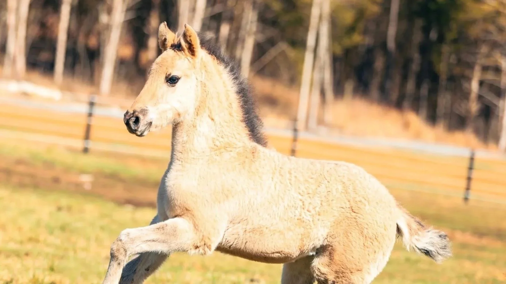 A young light brown foal with a dark mane running in an open field with trees and a wooden fence in the background.