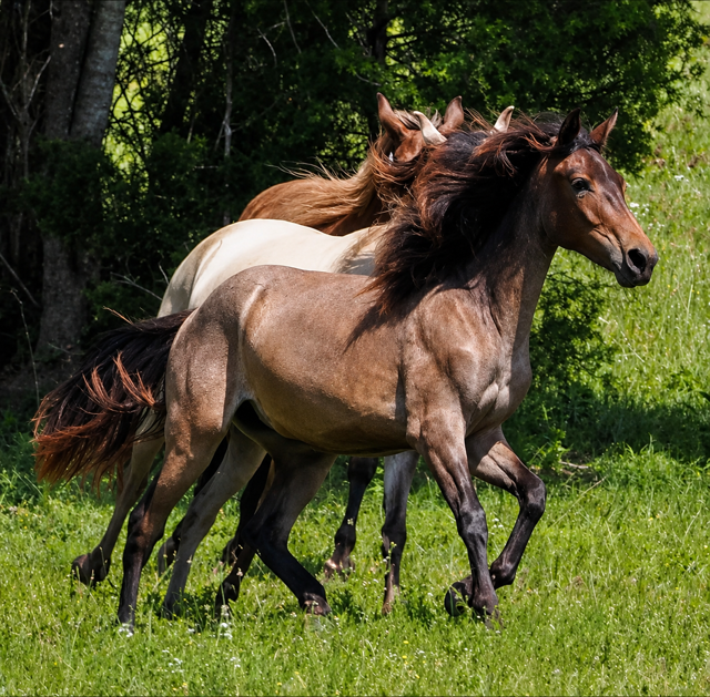 Three horses running through a grassy field with trees in the background.