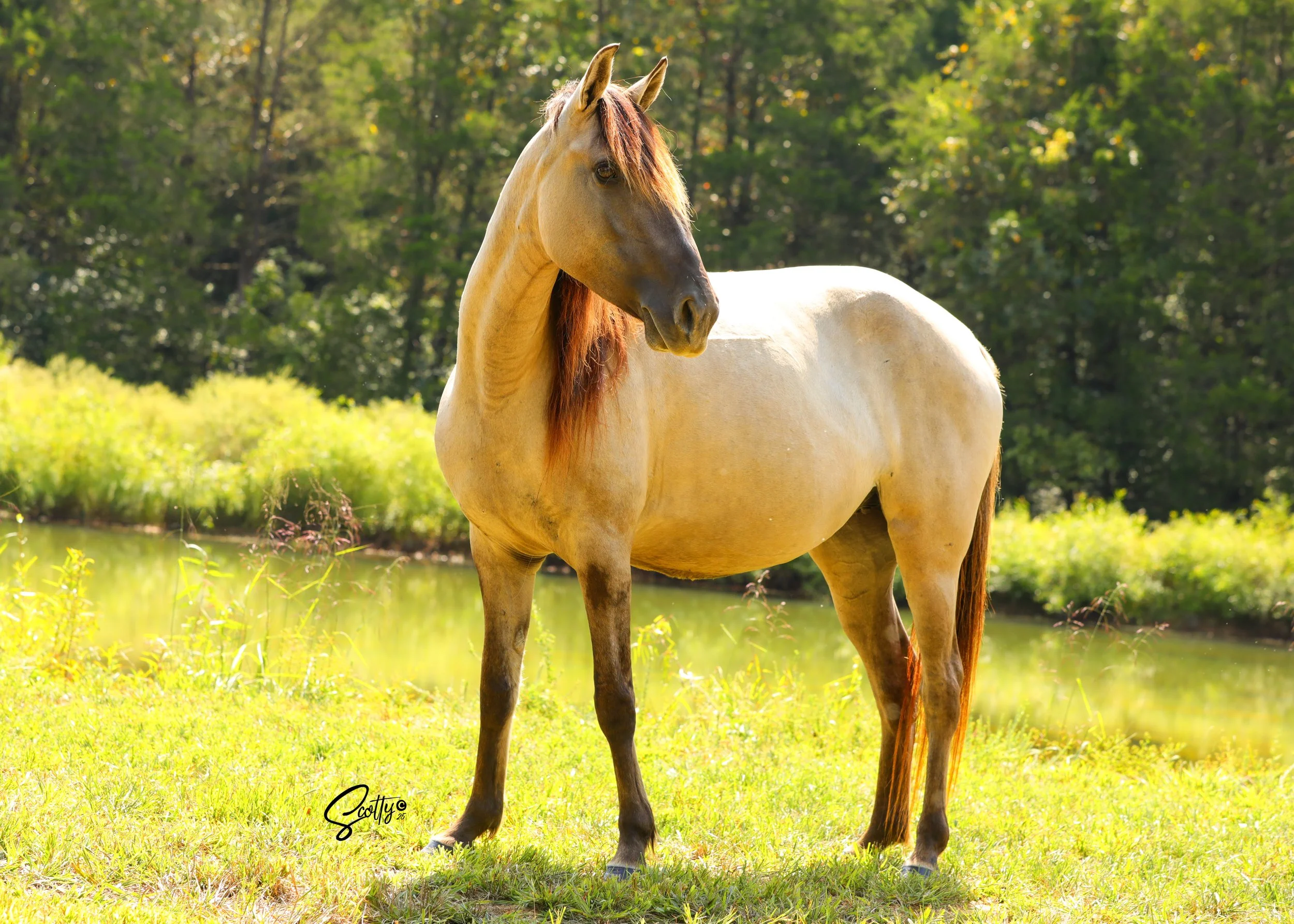 A light tan horse with a reddish-brown mane standing in a grassy field with green trees in the background.