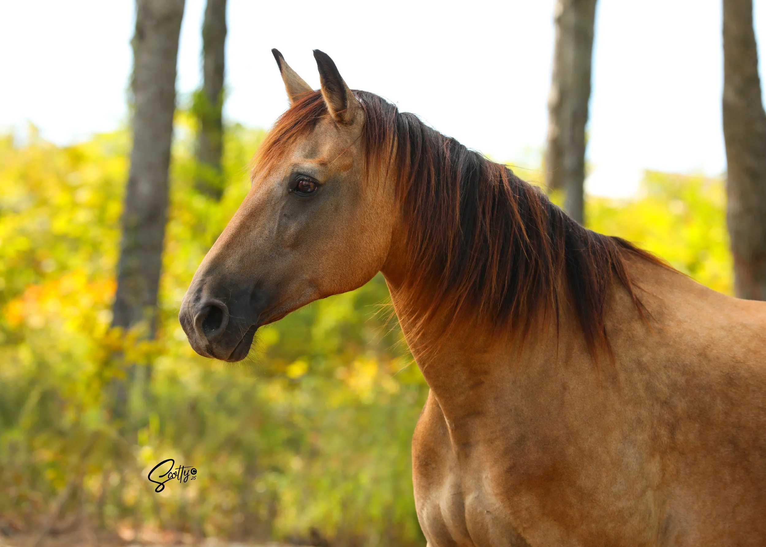 A close-up of a brown horse with a dark mane, grazing outdoors with trees and autumn foliage in the background.