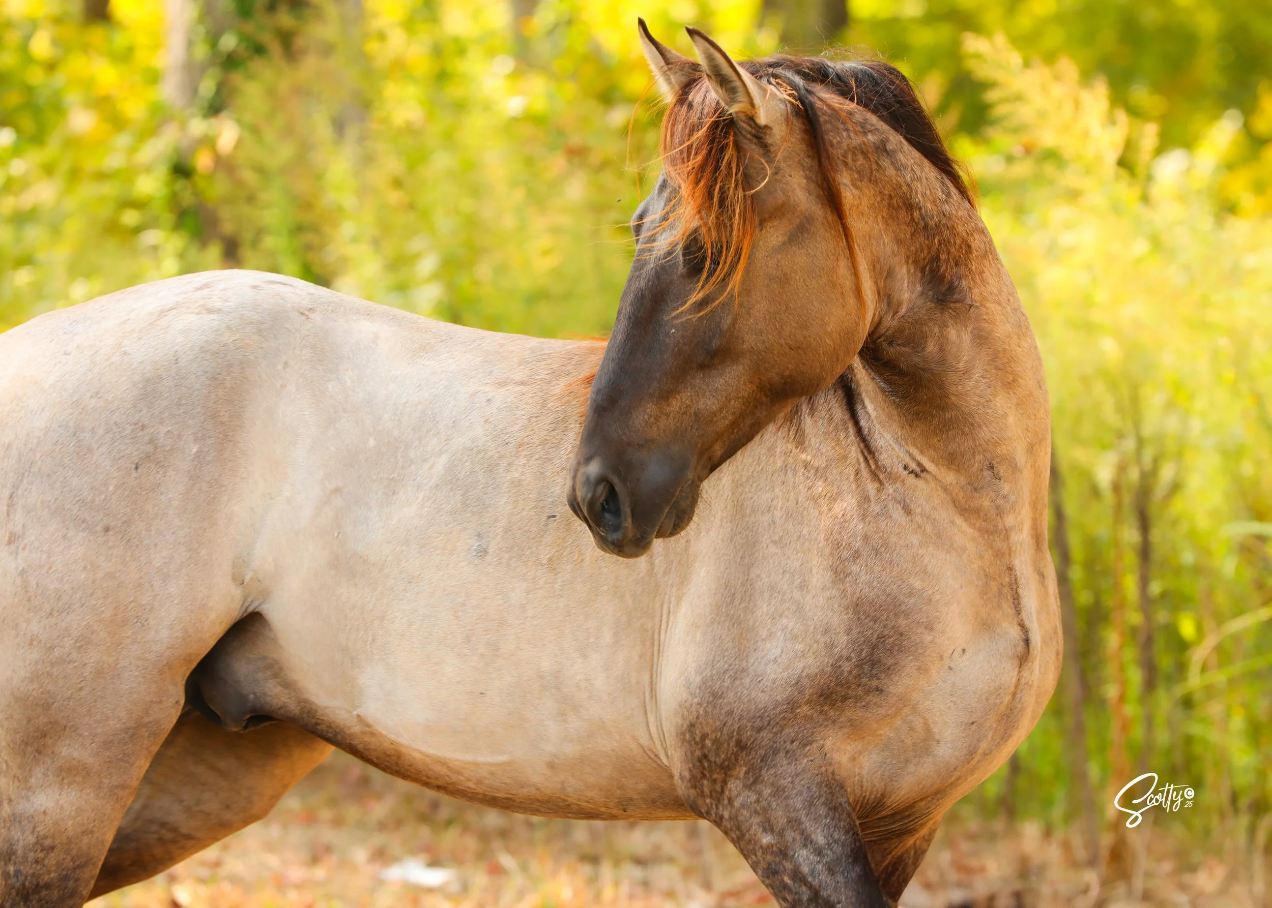 Close-up of a brown horse and a cream-colored horse with a blurred background of trees with yellow and green leaves.