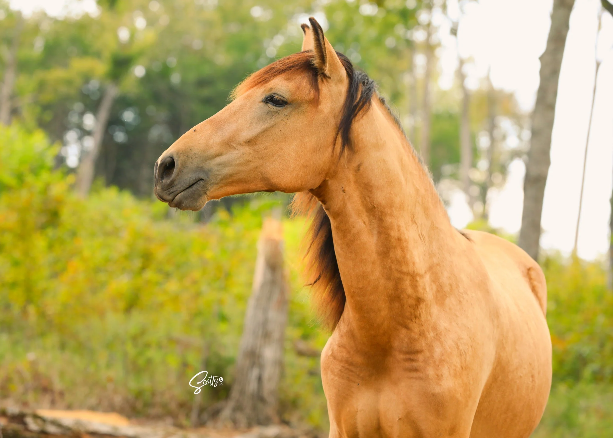 A brown horse standing in a forested area with green trees and bushes in the background.