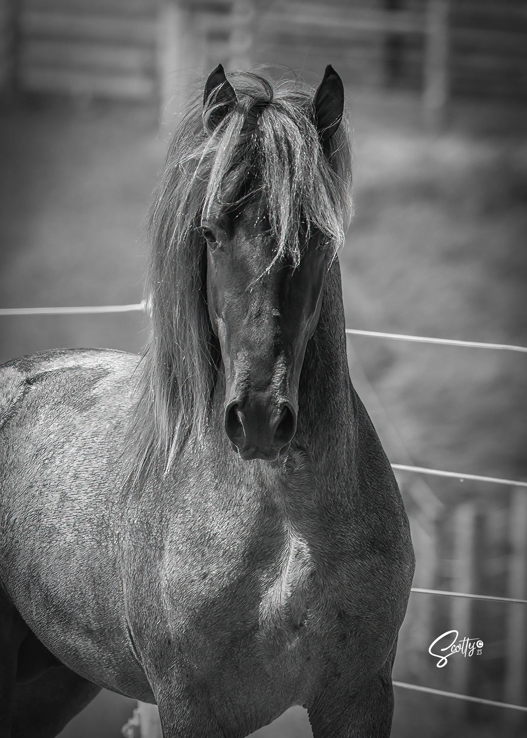 GWF High Velocity, Rocky Mountain Horse stallion at American Dream Horse.