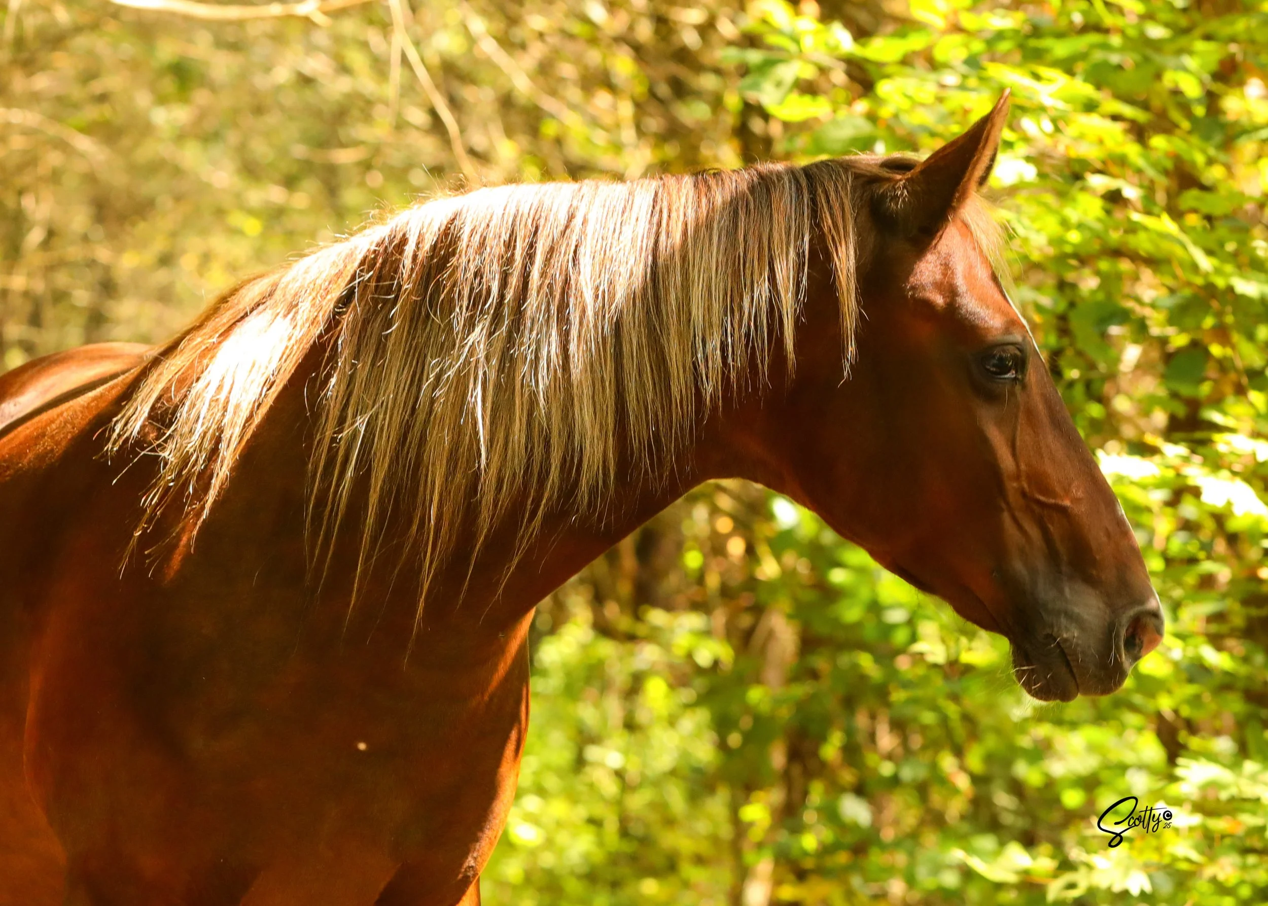 Close-up of a brown horse with a blonde mane, outdoors in a forest with sunlight and green foliage.