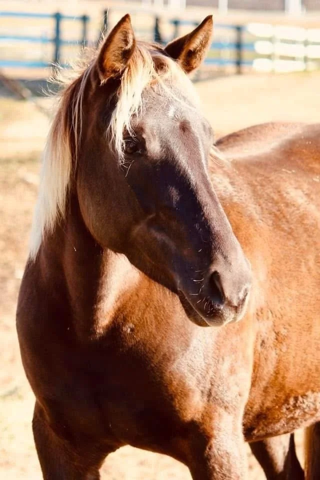 A brown horse with a blonde mane standing outdoors on a sunny day.