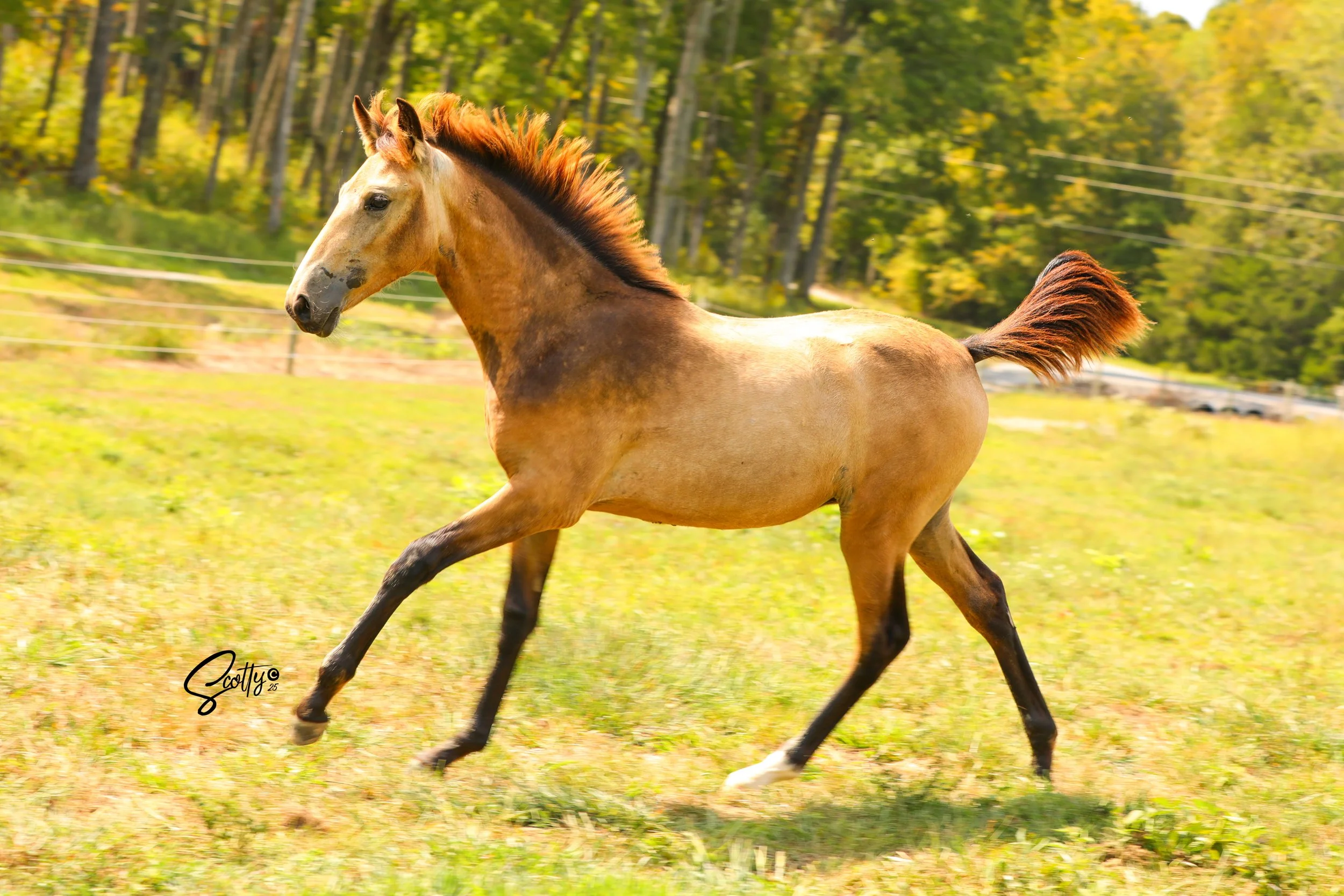 A horse running through a grassy field with a background of trees and a clear sky.
