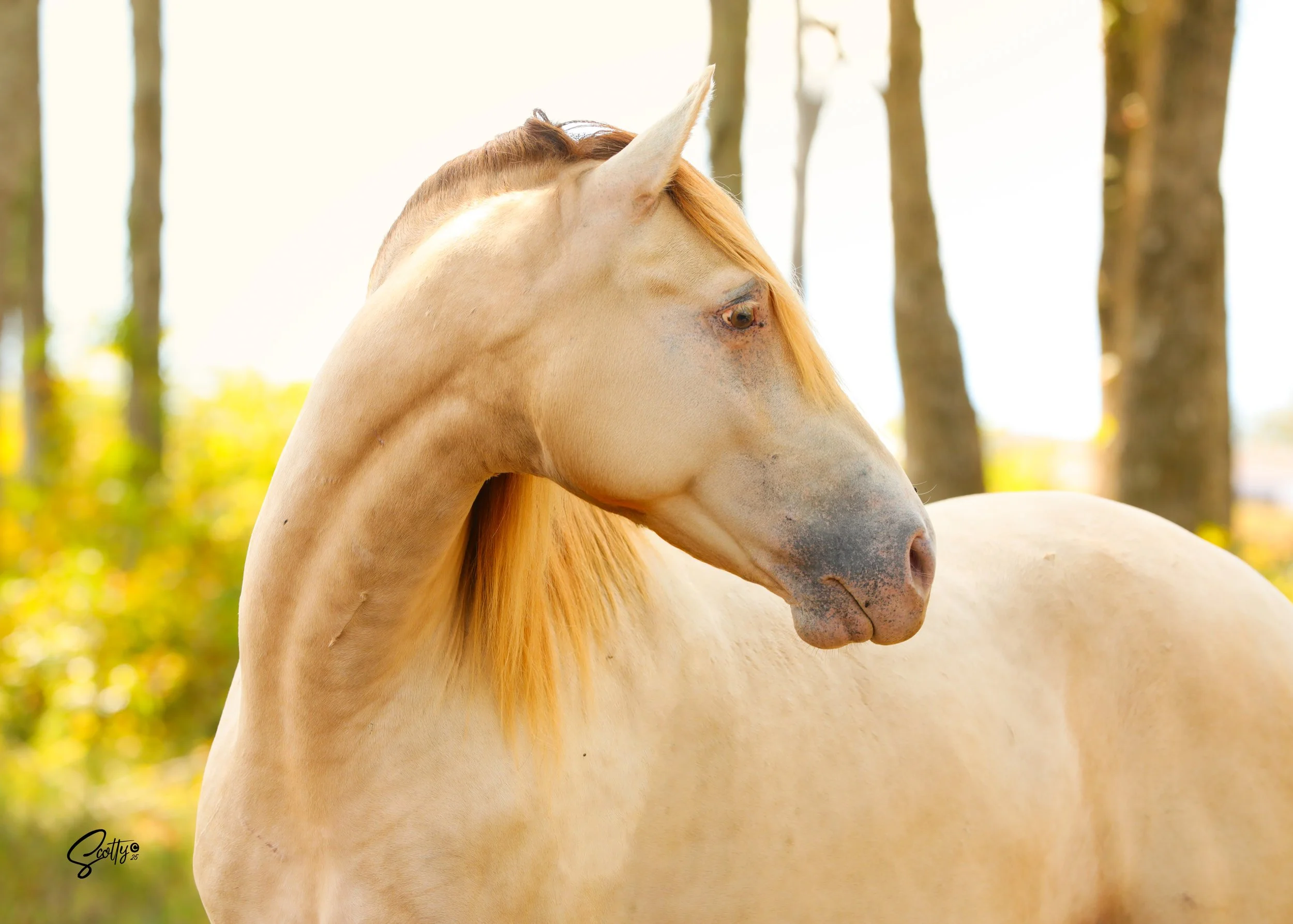 Two horses, one with a light cream coat and the other with a darker cream coat, standing close together outdoors with trees in the background on a sunny day.