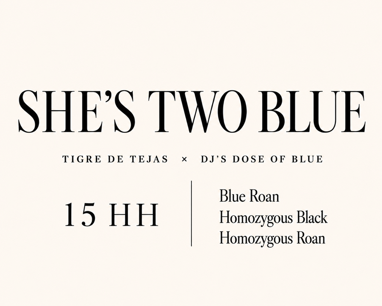She's Two Blue, 15 hand blue roan Rocky Mountain Horse mare homozygous black and homozygous roan.