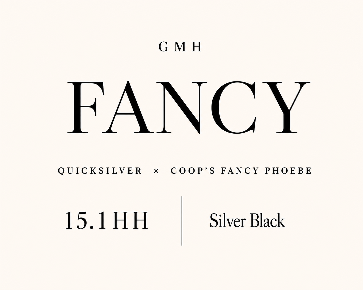 GMH Fancy, 15.1 hand silver black Rocky Mountain Horse mare by Quicksilver out of Coop's Fancy Phoebe.