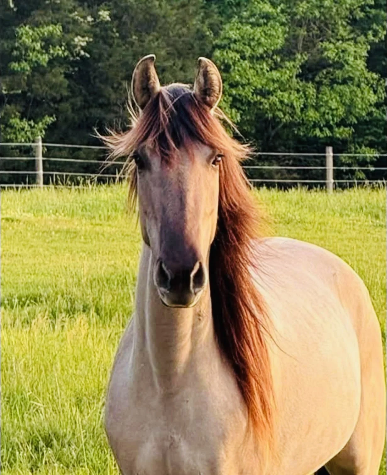 Rocky Mountain Horse mare at American Dream Horse near Nashville, Tennessee