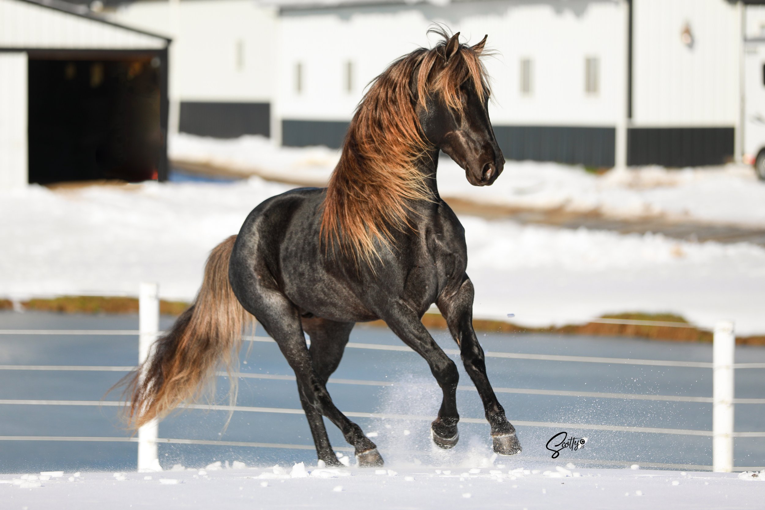 Rocky Mountain Horse stallion running at American Dream Horse near Nashville, Tennessee.